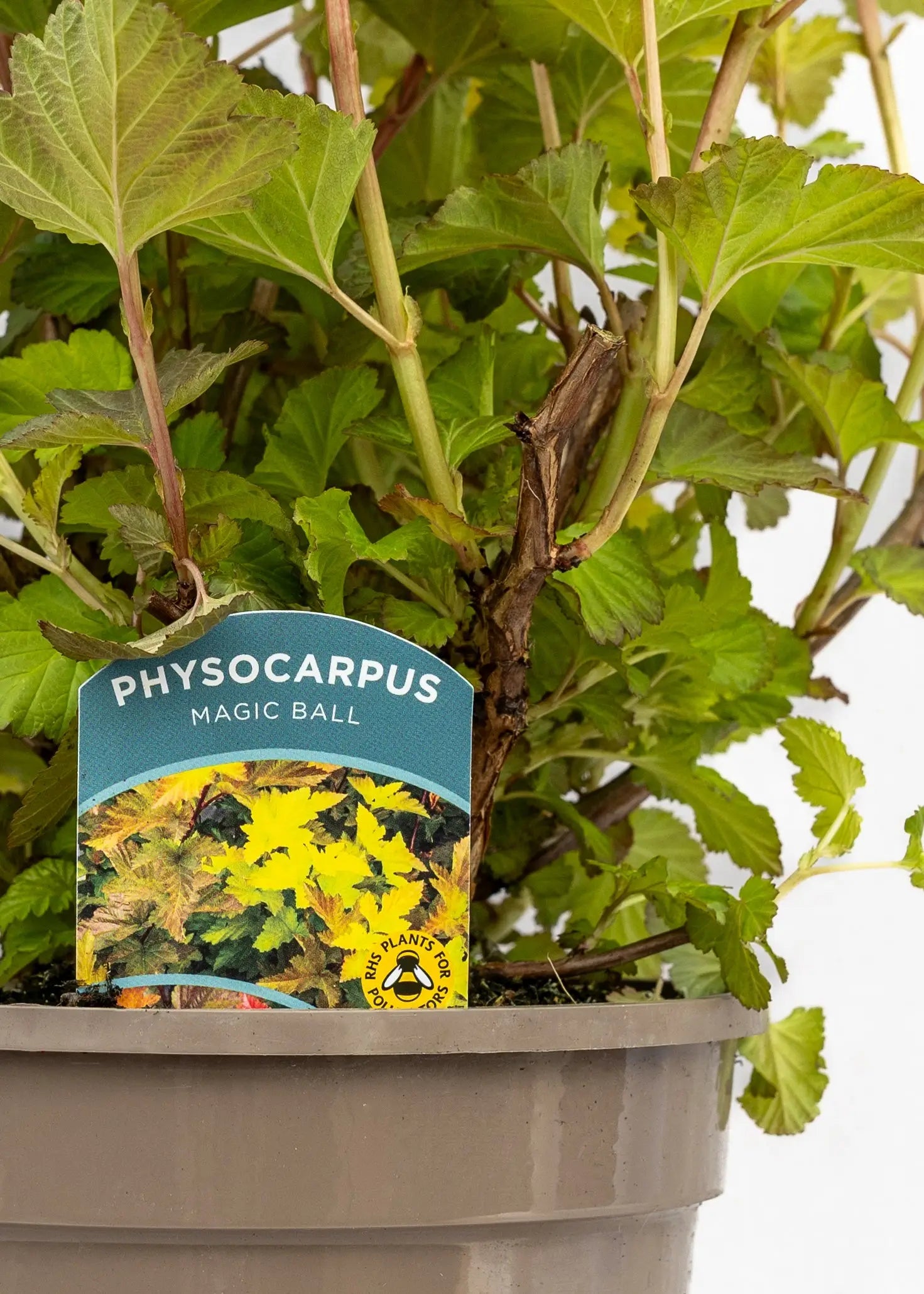 Physocarpus 'Magic Ball'