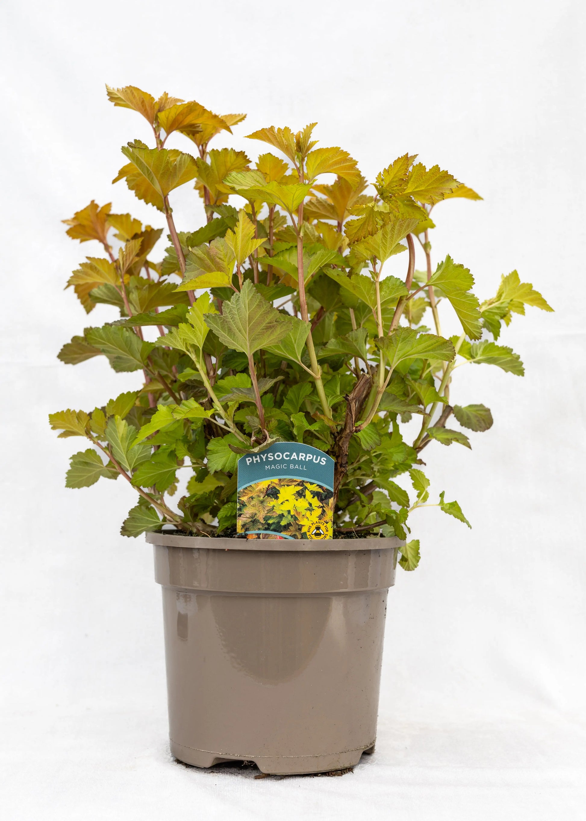 Physocarpus 'Magic Ball'