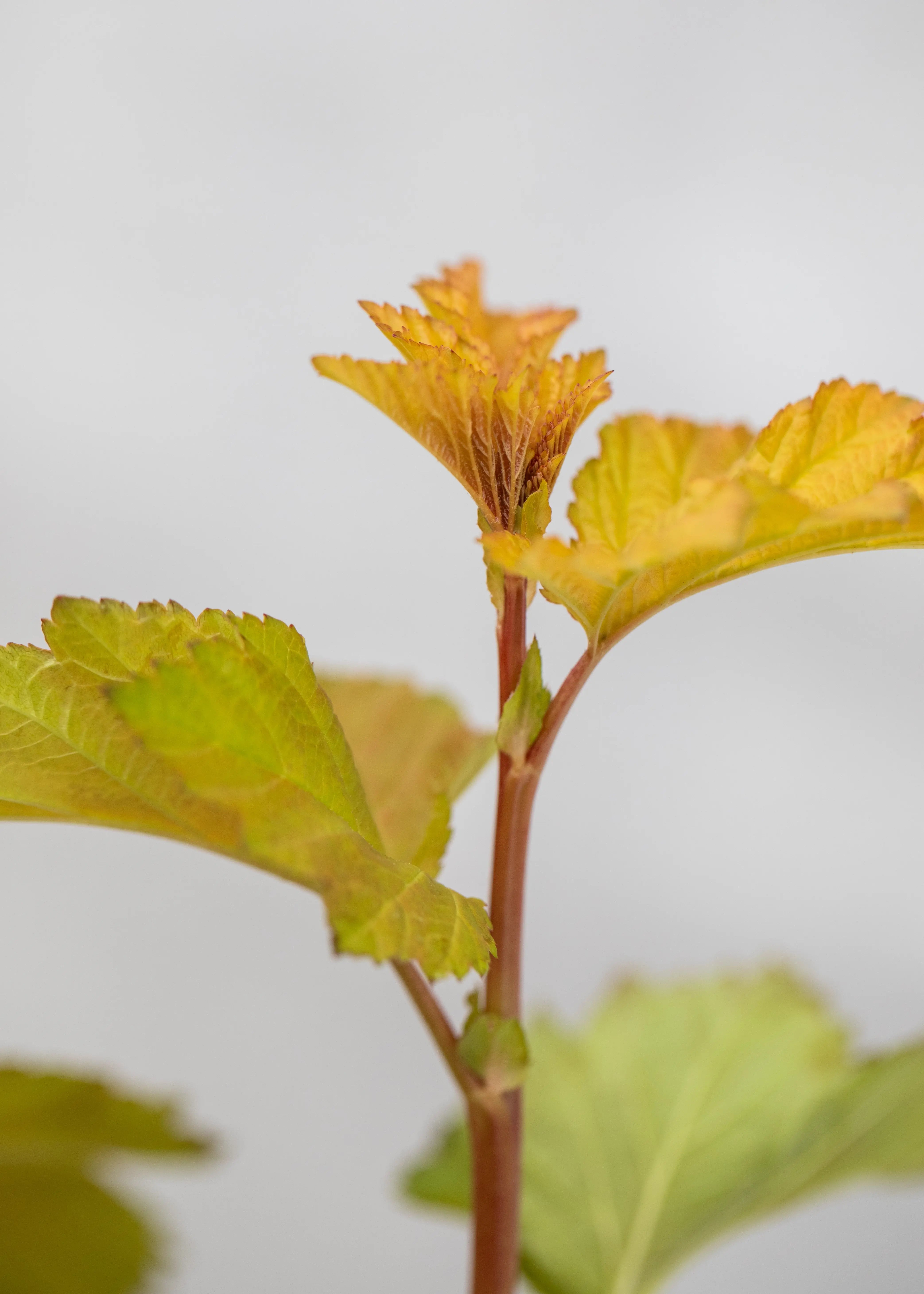 Physocarpus 'Magic Ball'