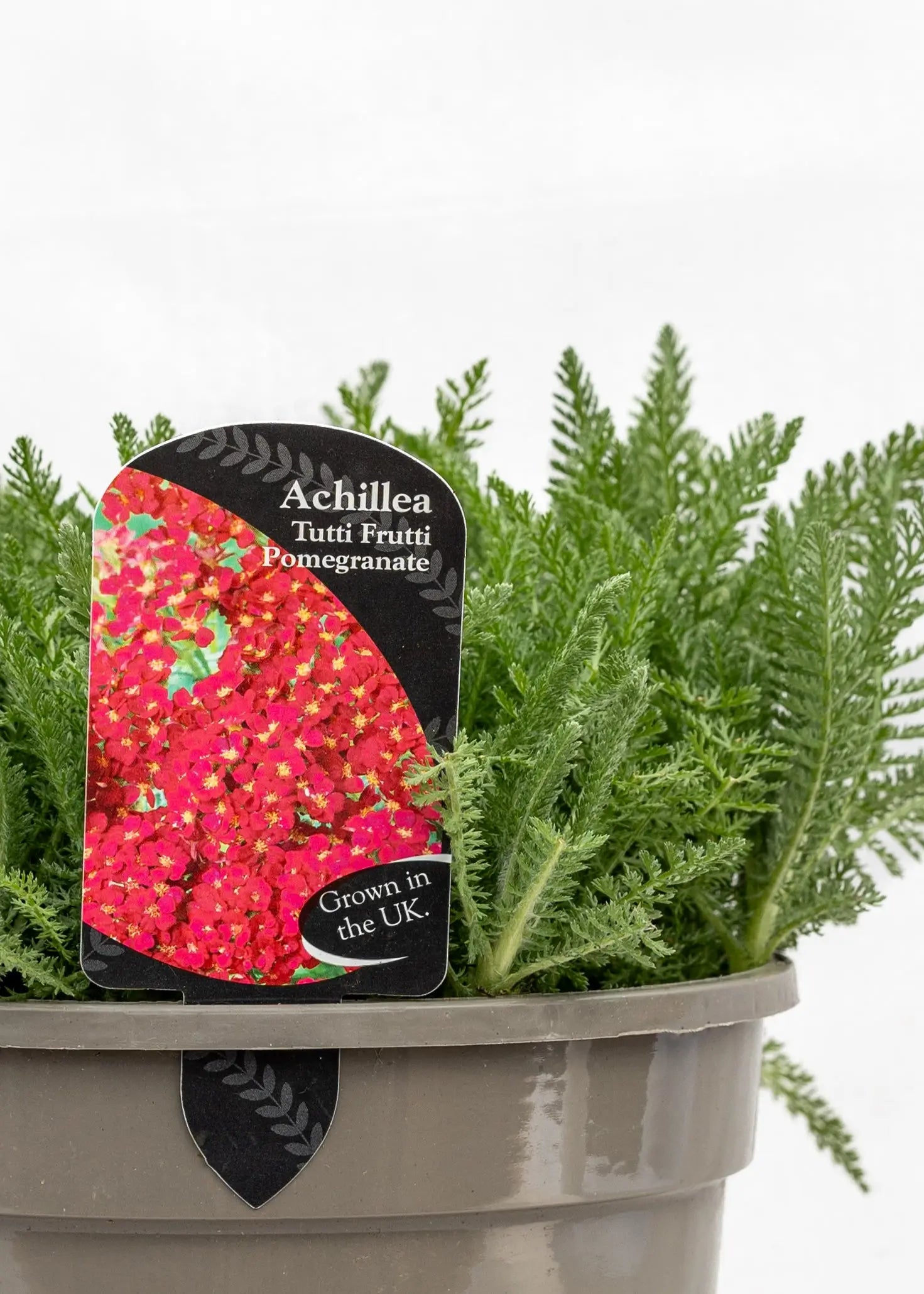 Achillea 'Tutti Fruiti Pomegranate'