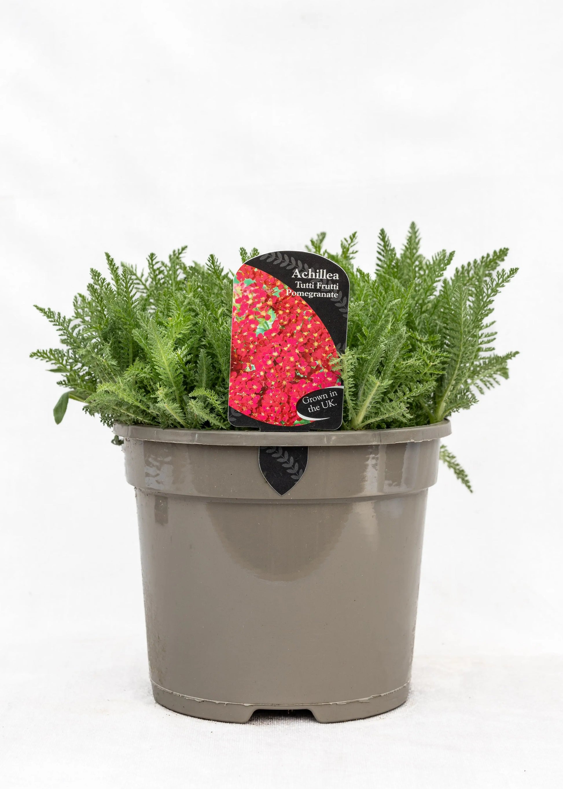 Achillea 'Tutti Fruiti Pomegranate'