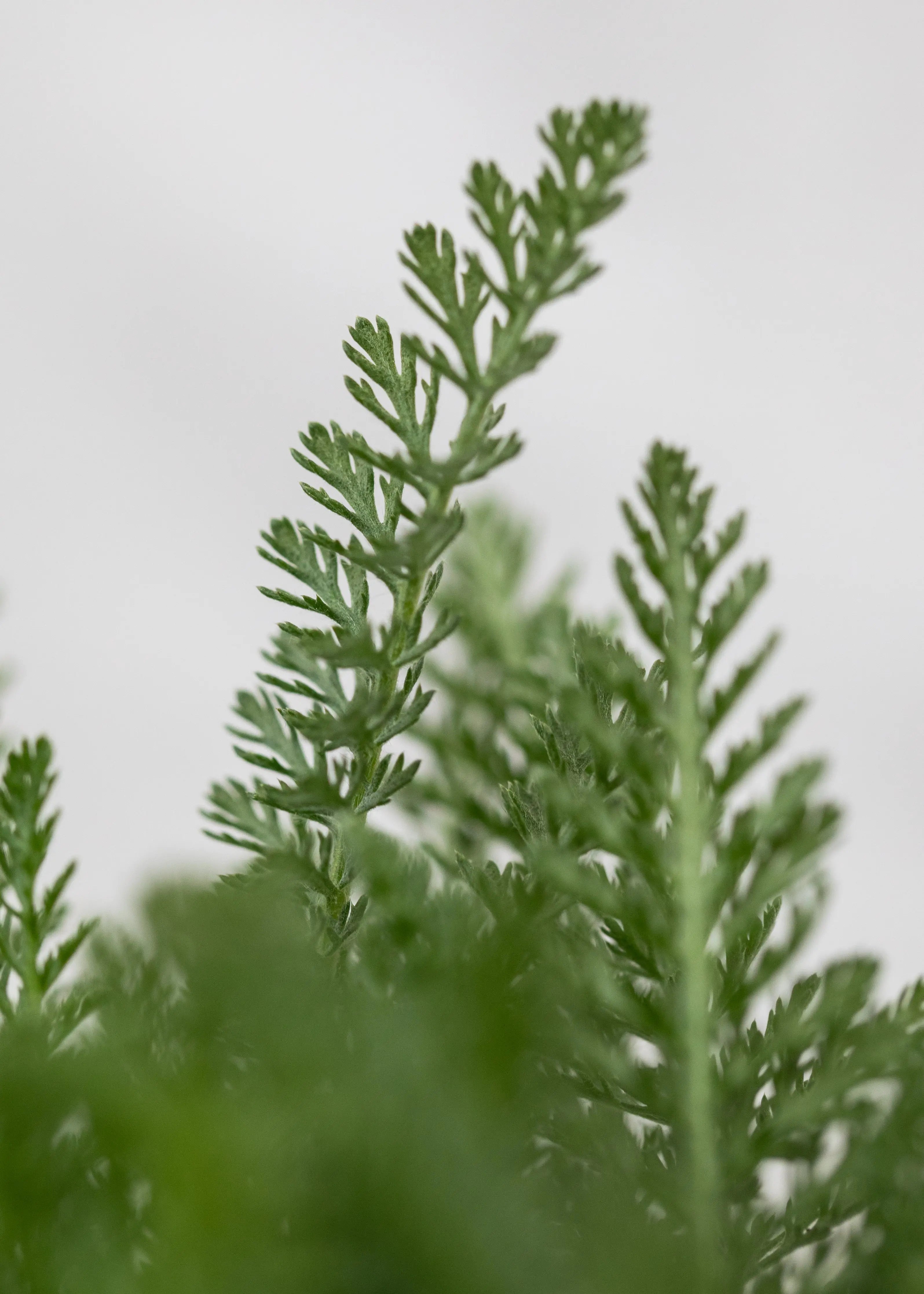 Achillea 'Tutti Fruiti Pomegranate'