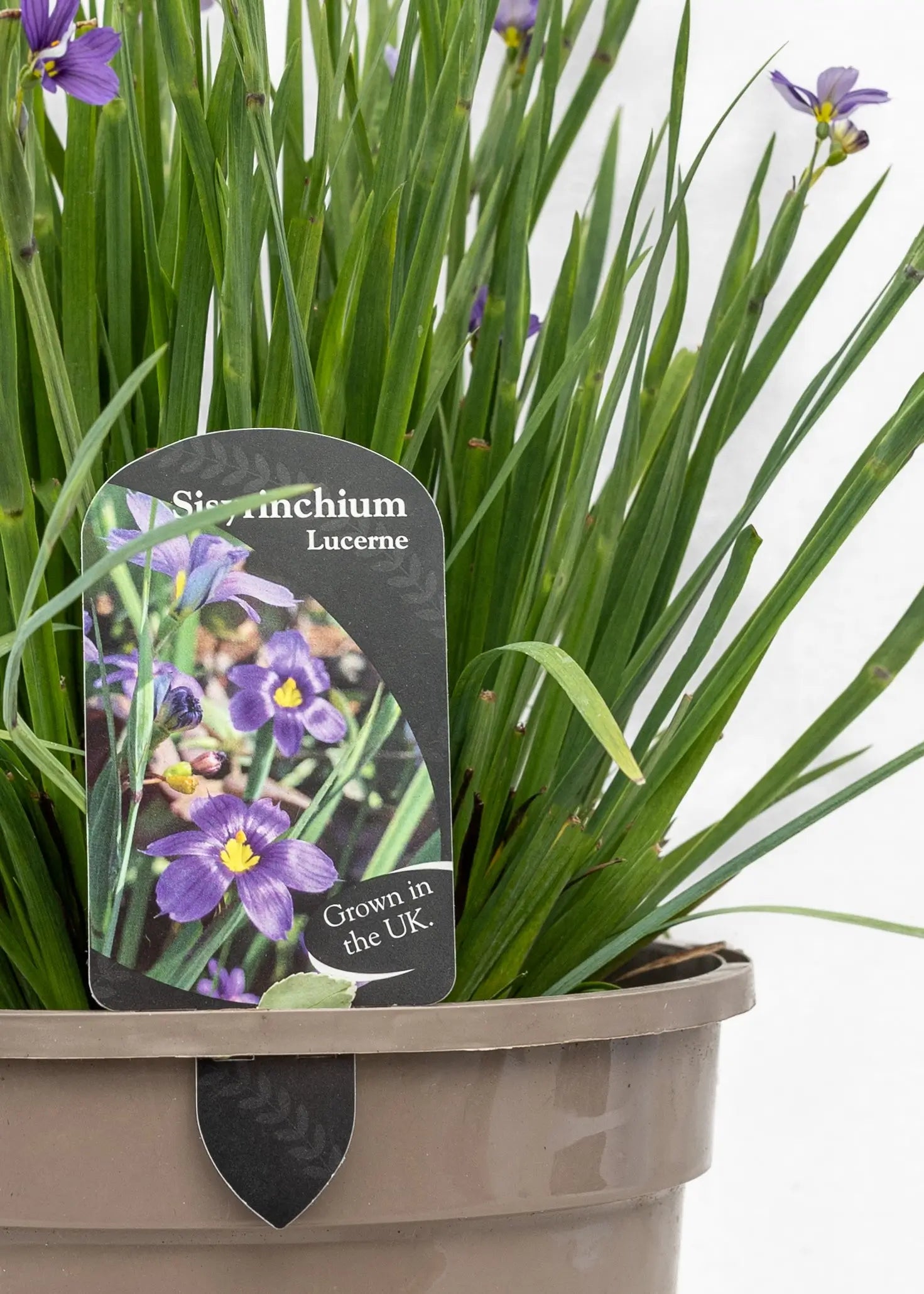 Sisyrinchium 'Lucerne'