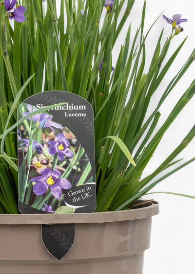 Sisyrinchium 'Lucerne'