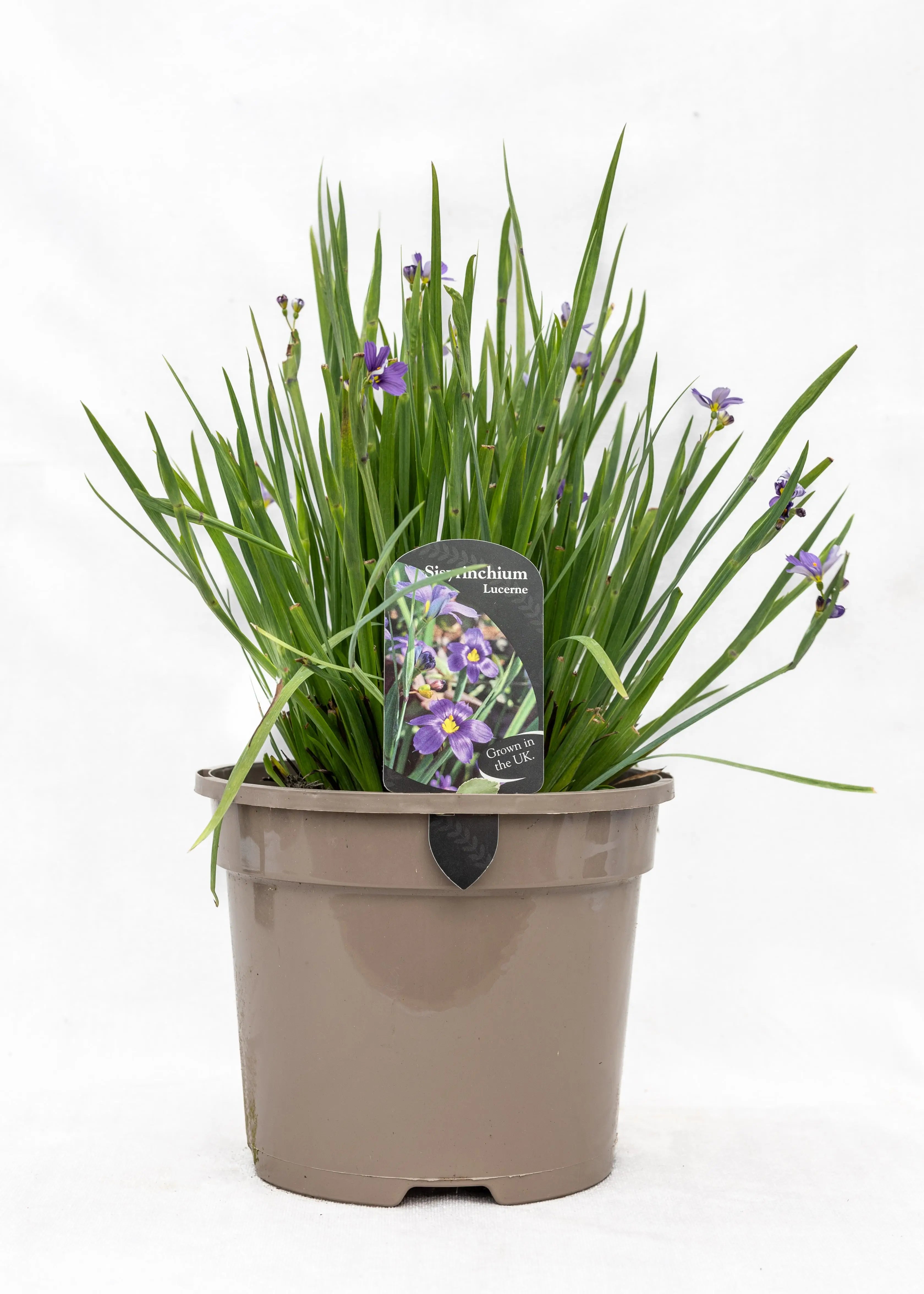 Sisyrinchium 'Lucerne'