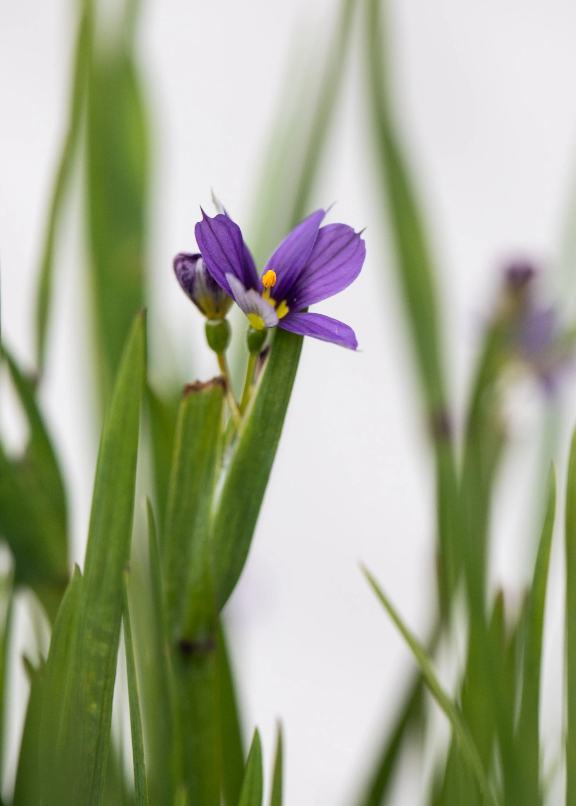 Sisyrinchium 'Lucerne'
