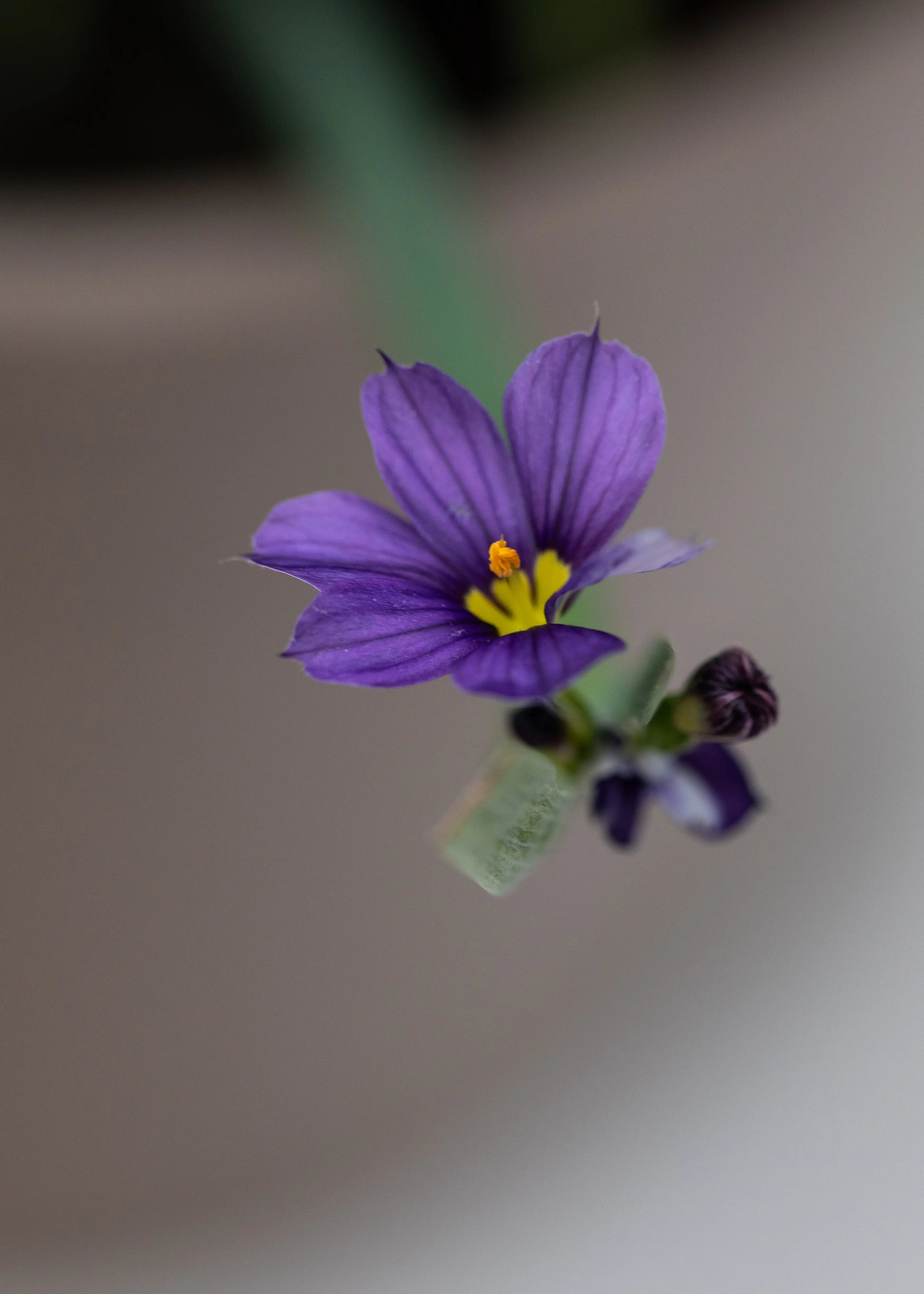 Sisyrinchium 'Lucerne'