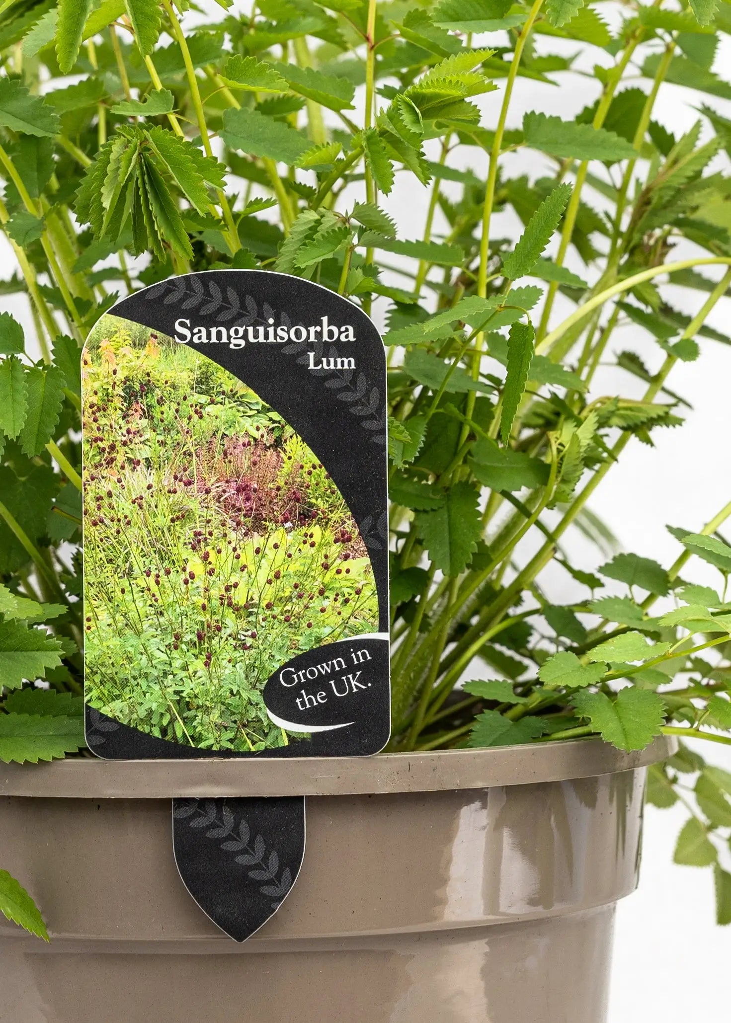 Sanguisorba 'Lum'