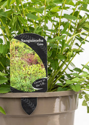 Sanguisorba 'Lum'