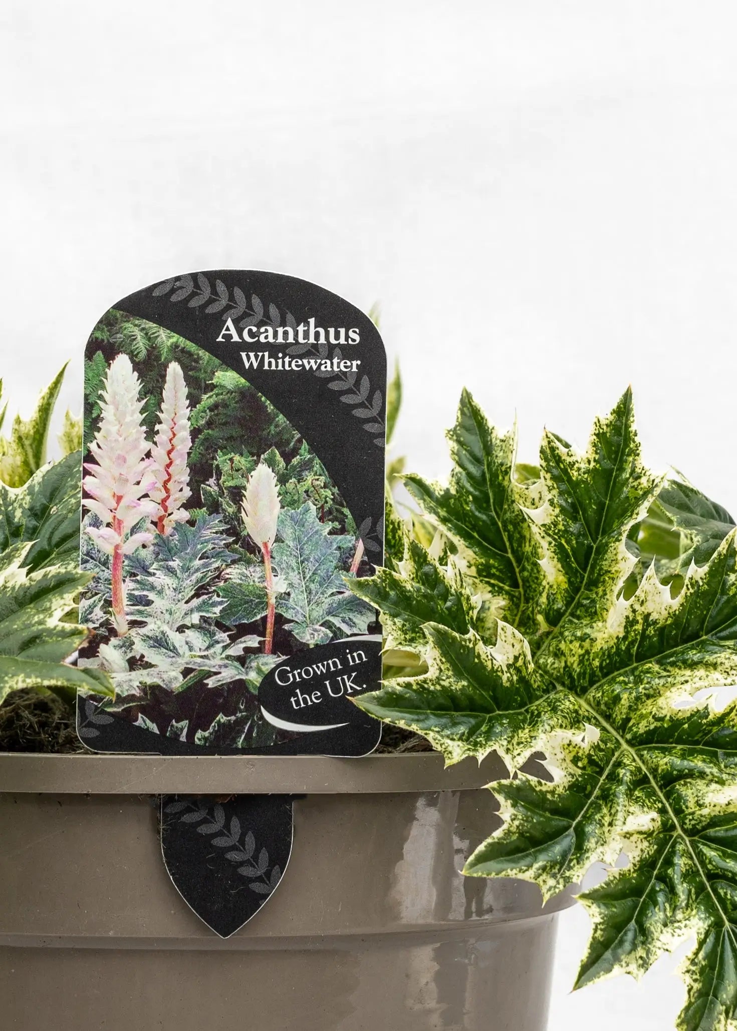 Acanthus 'Whitewater'