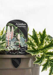 Acanthus 'Whitewater'