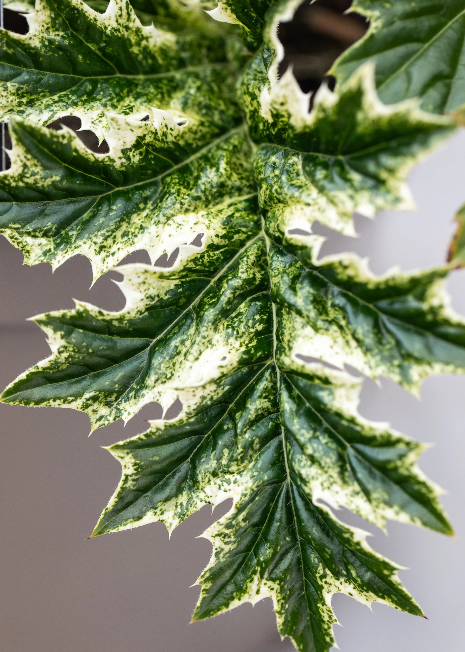 Acanthus 'Whitewater'
