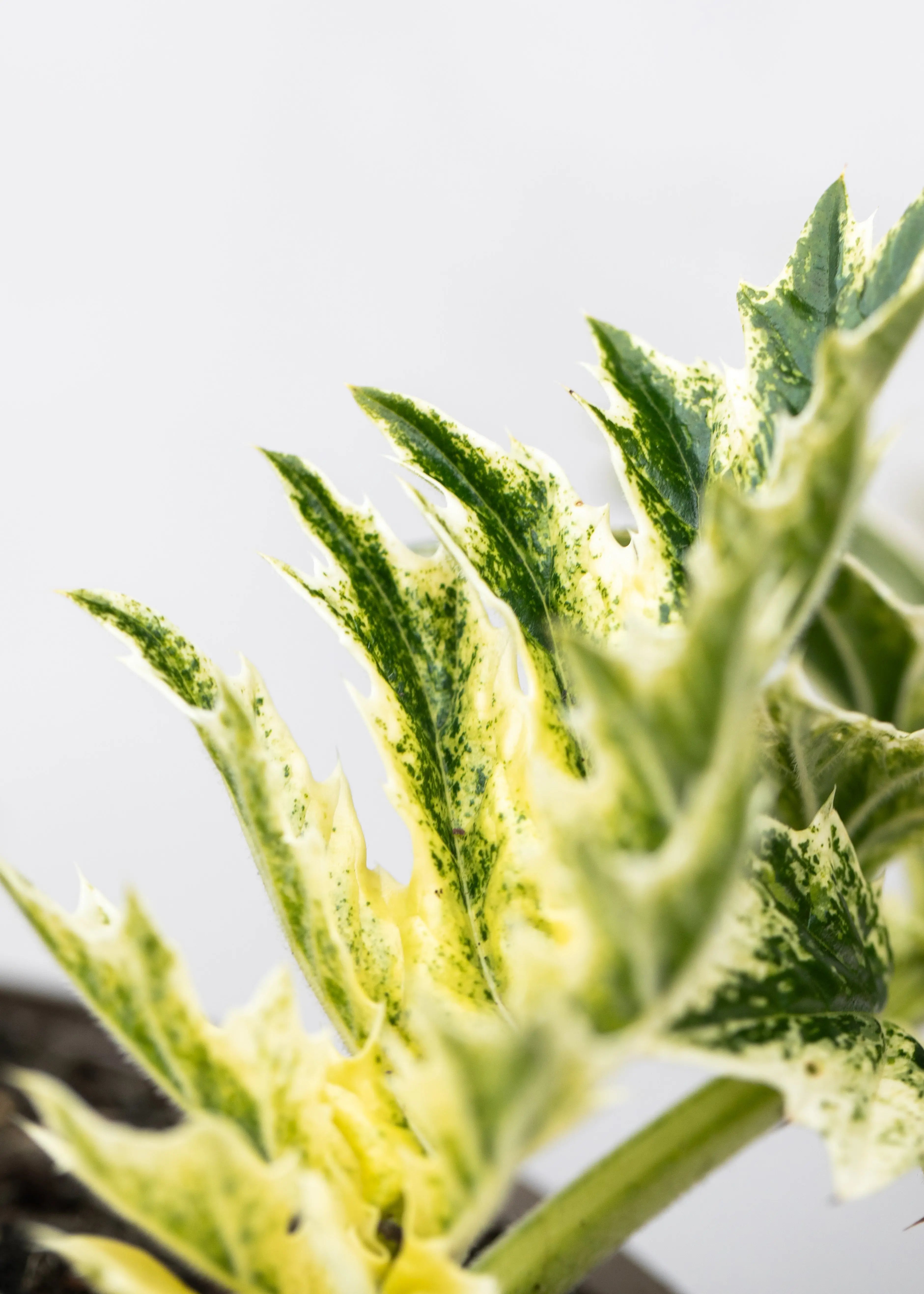 Acanthus 'Whitewater'