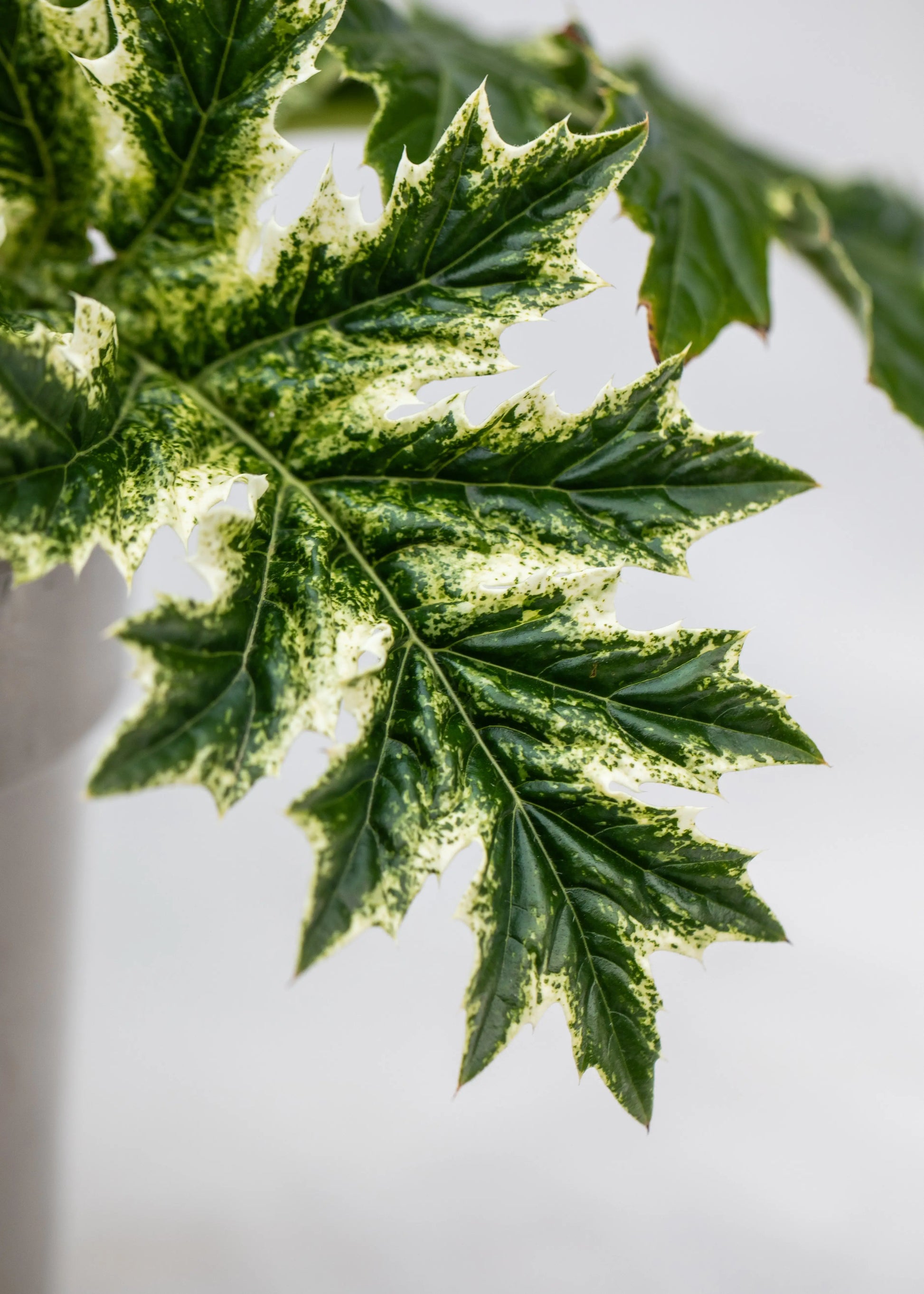 Acanthus 'Whitewater'