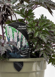 Actaea 'Chocoholic'