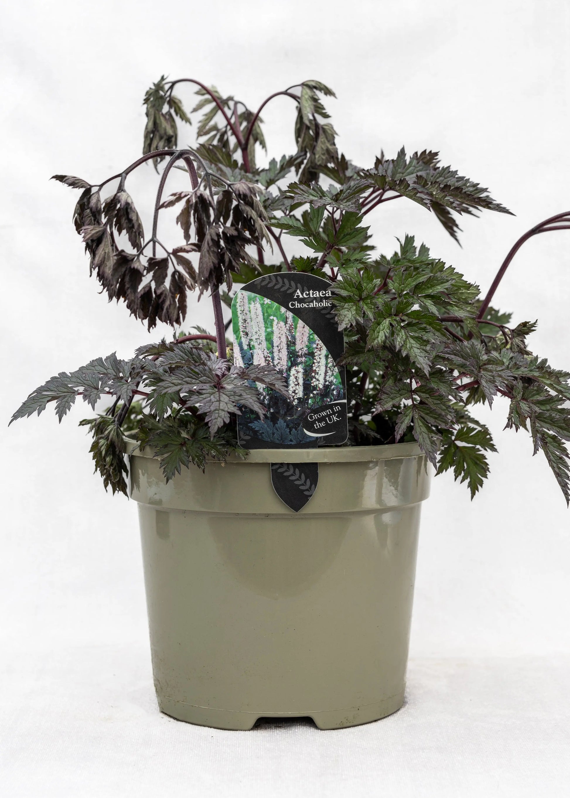 Actaea 'Chocoholic'