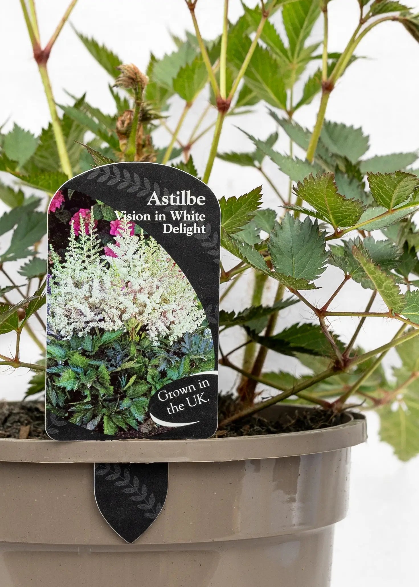 Astilbe chinensis 'Vision in White Delight'