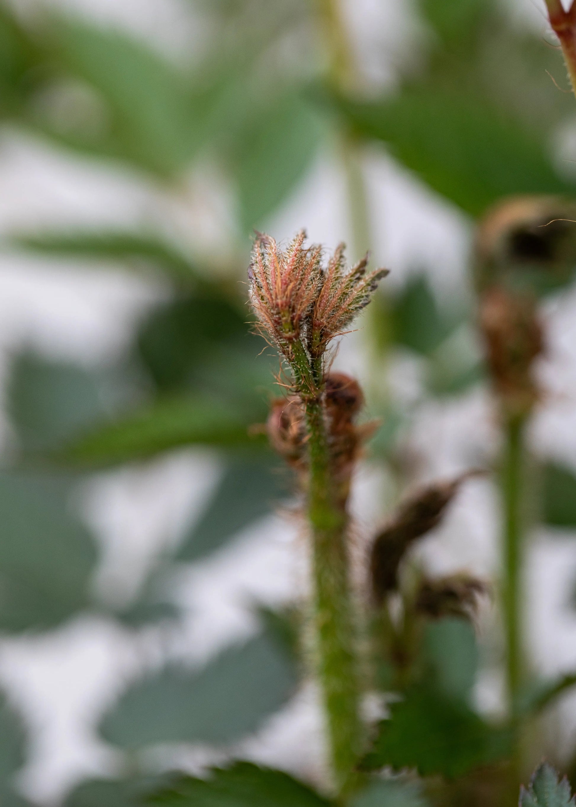 Astilbe chinensis 'Vision in White Delight'