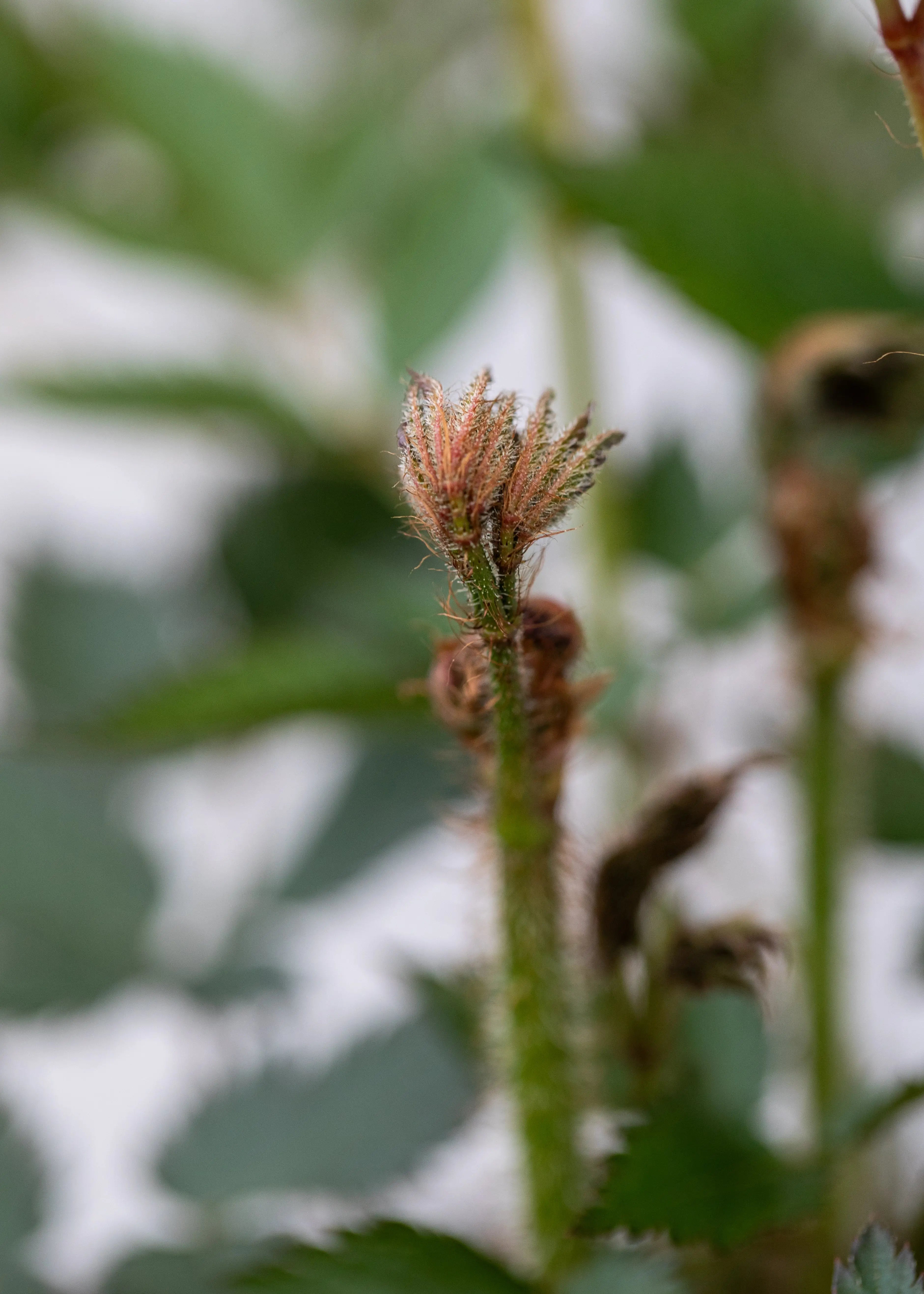 Astilbe chinensis 'Vision in White Delight'