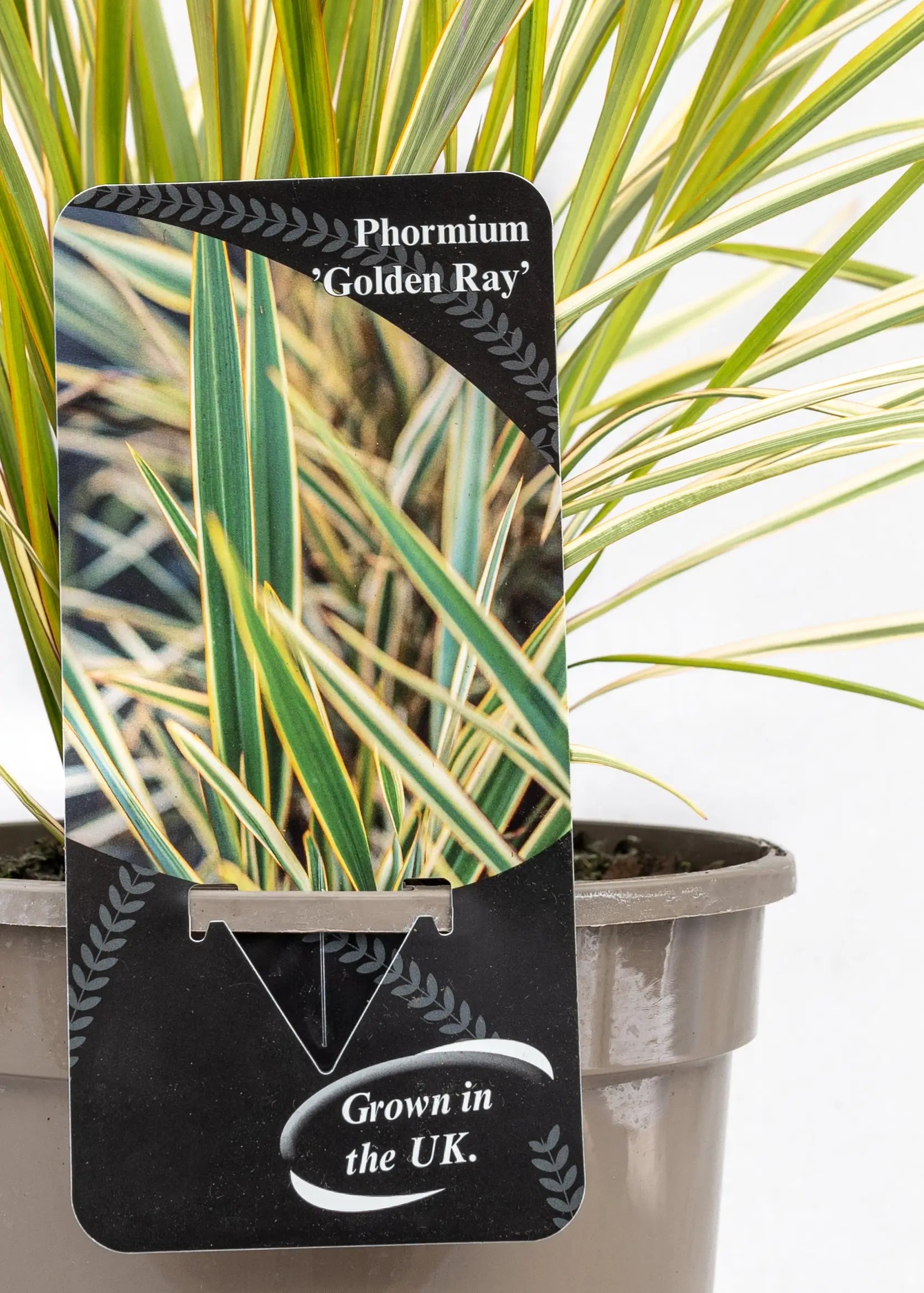 Phormium 'Golden Ray'