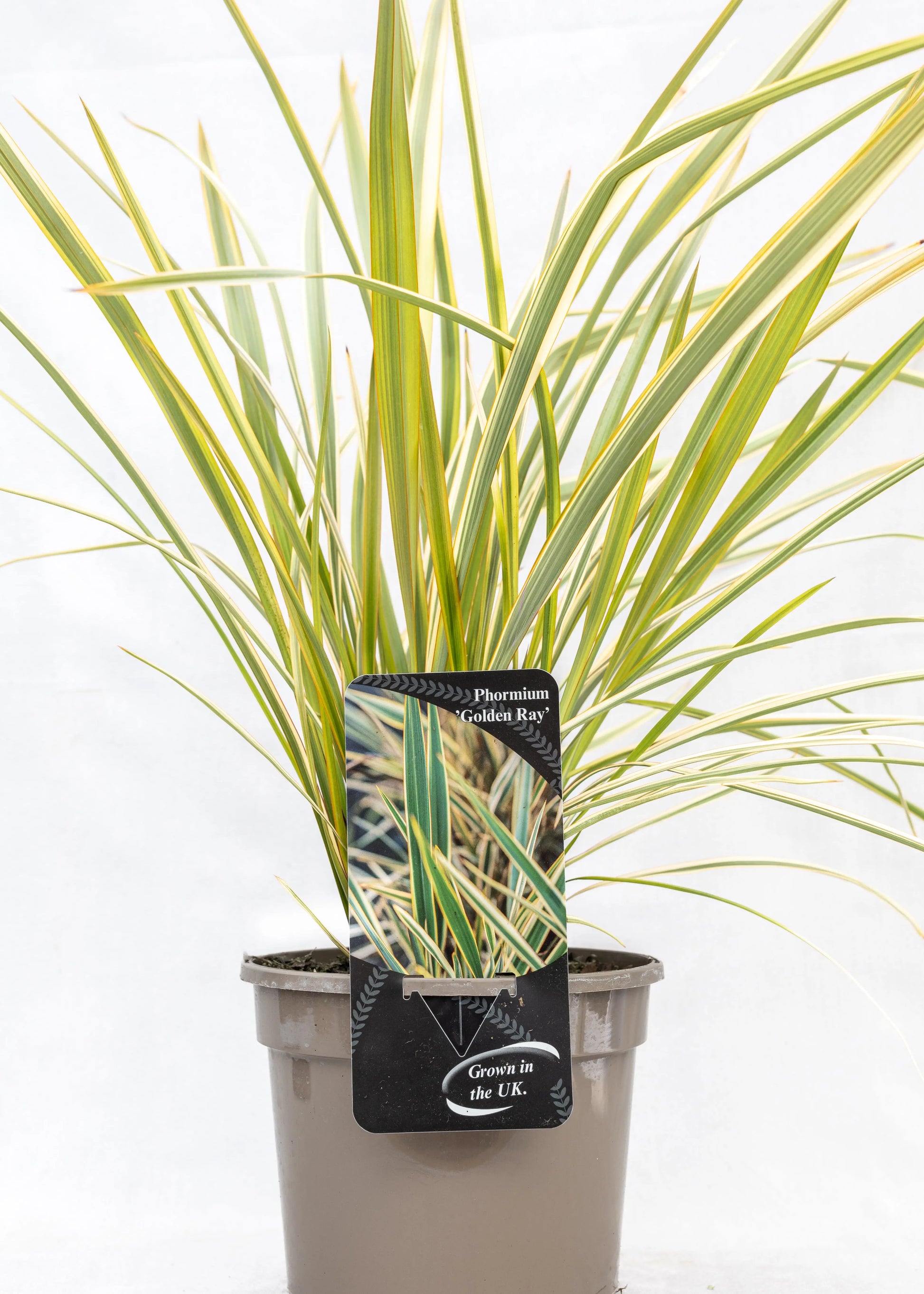 Phormium 'Golden Ray'