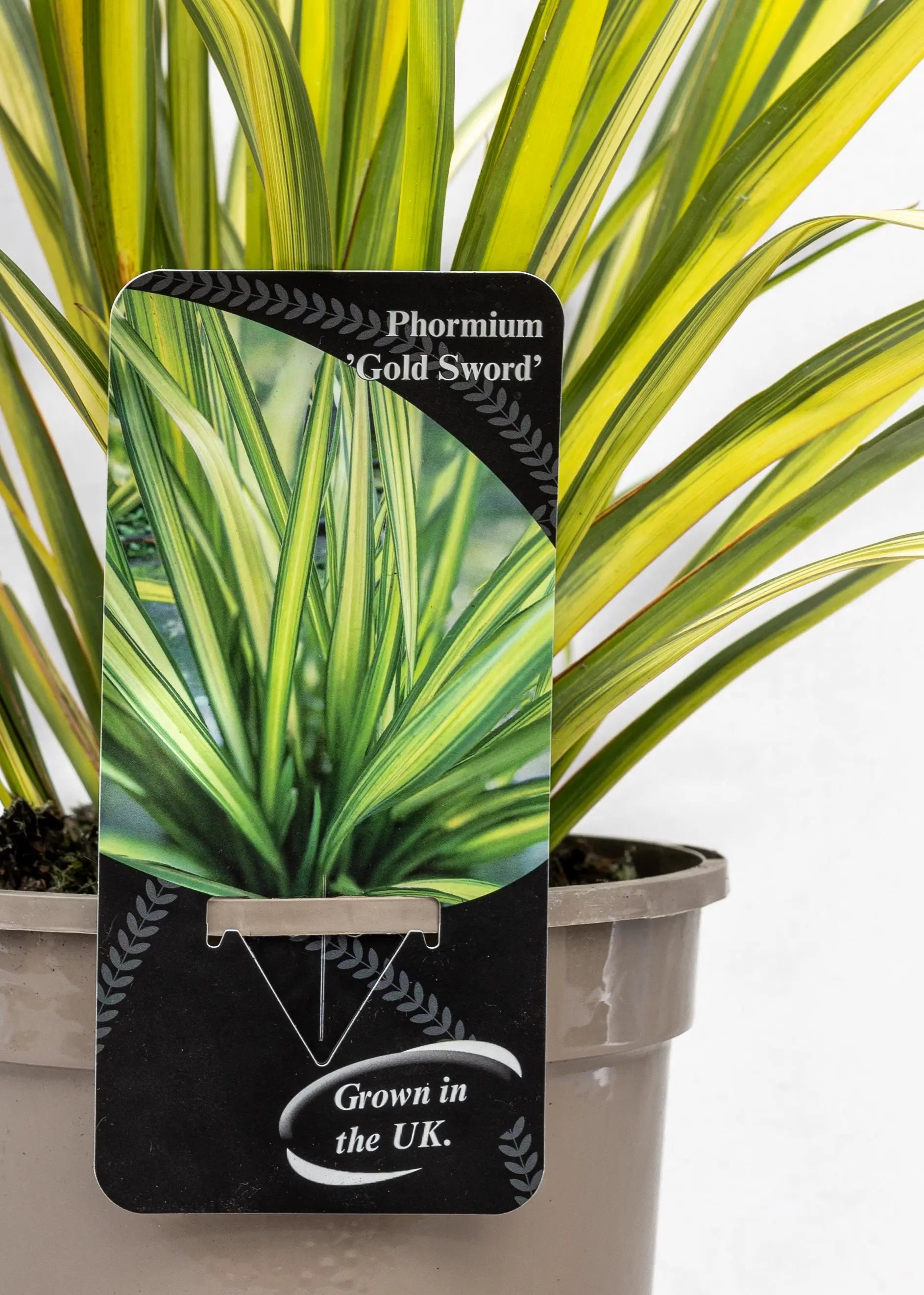 Phormium 'Gold Sword'