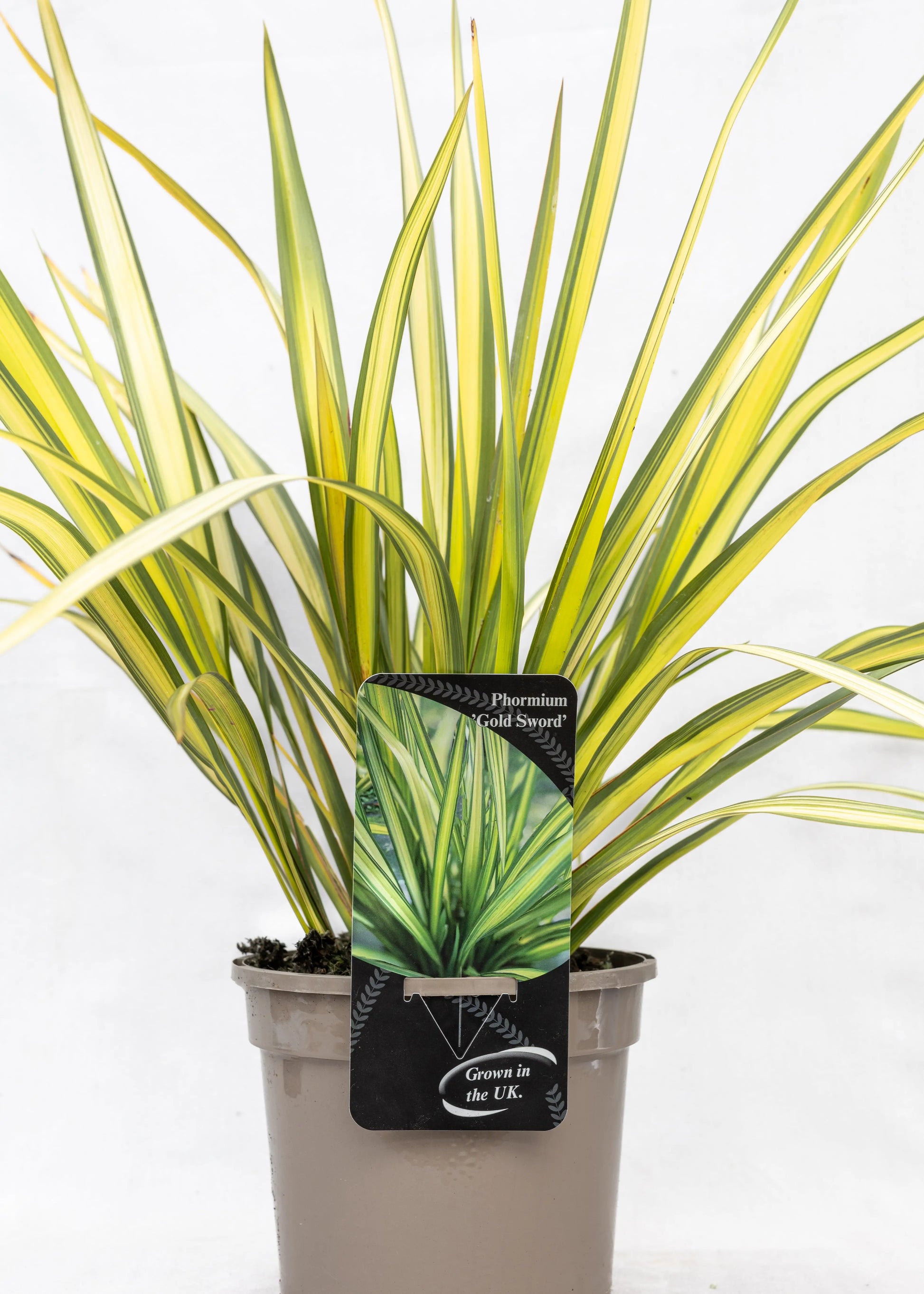 Phormium 'Gold Sword'