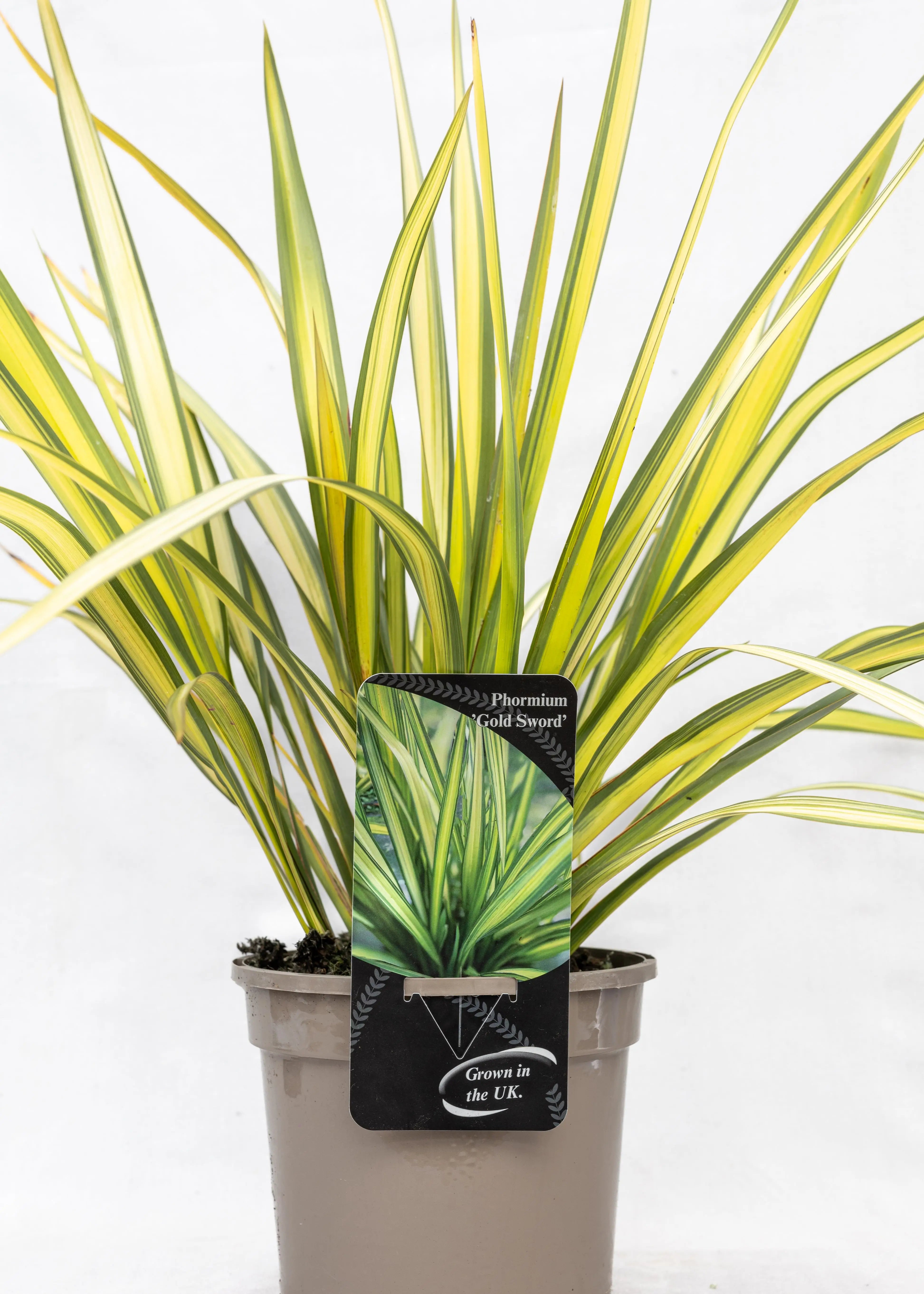 Phormium 'Gold Sword'