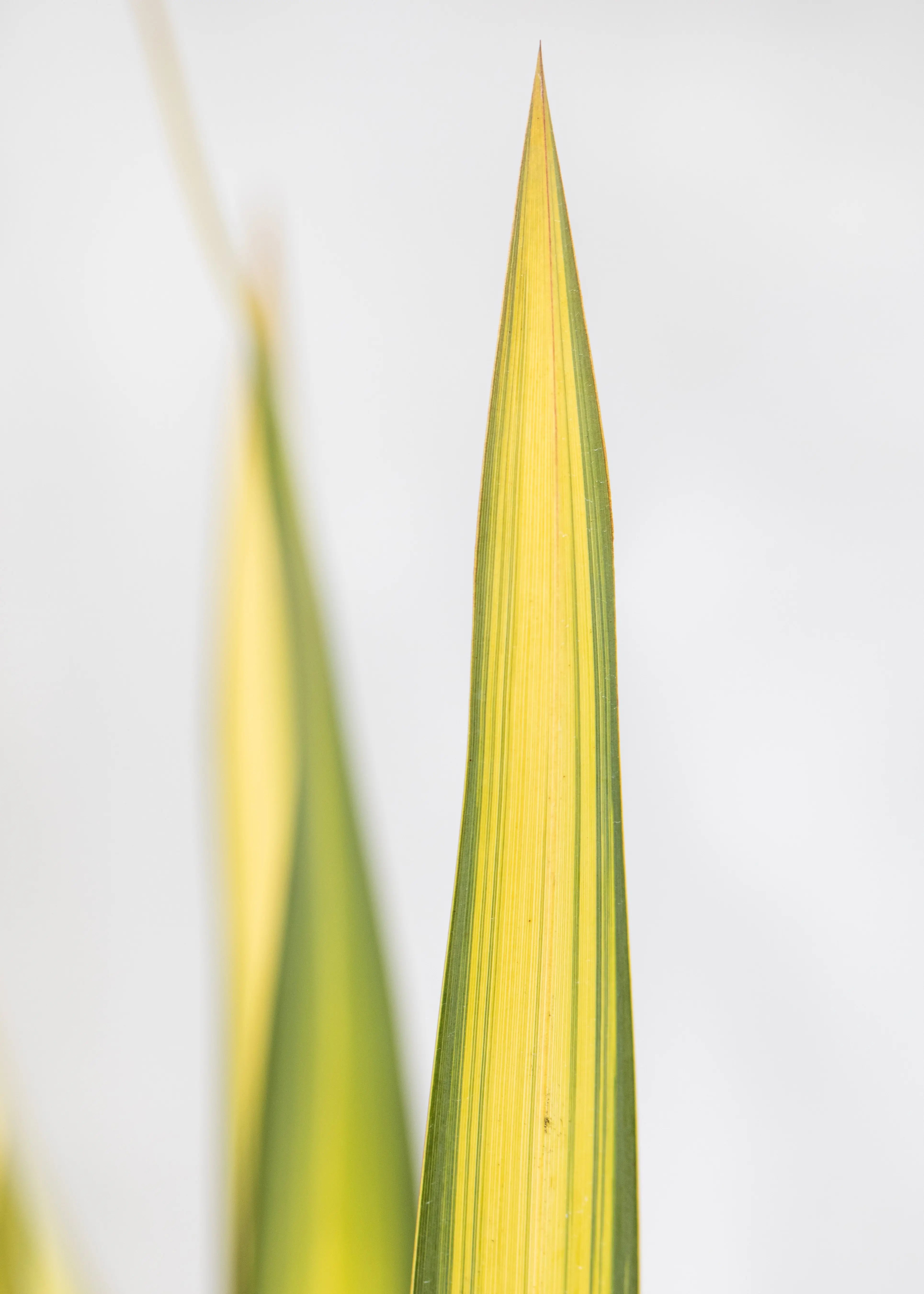 Phormium 'Gold Sword'