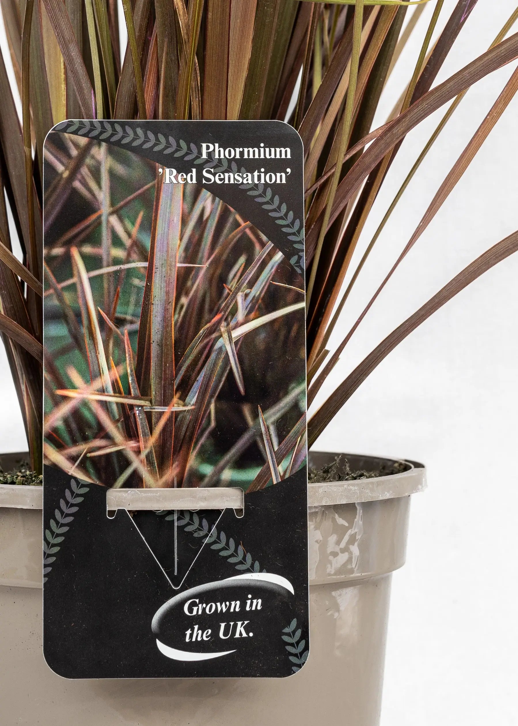 Phormium 'Red Sensation'