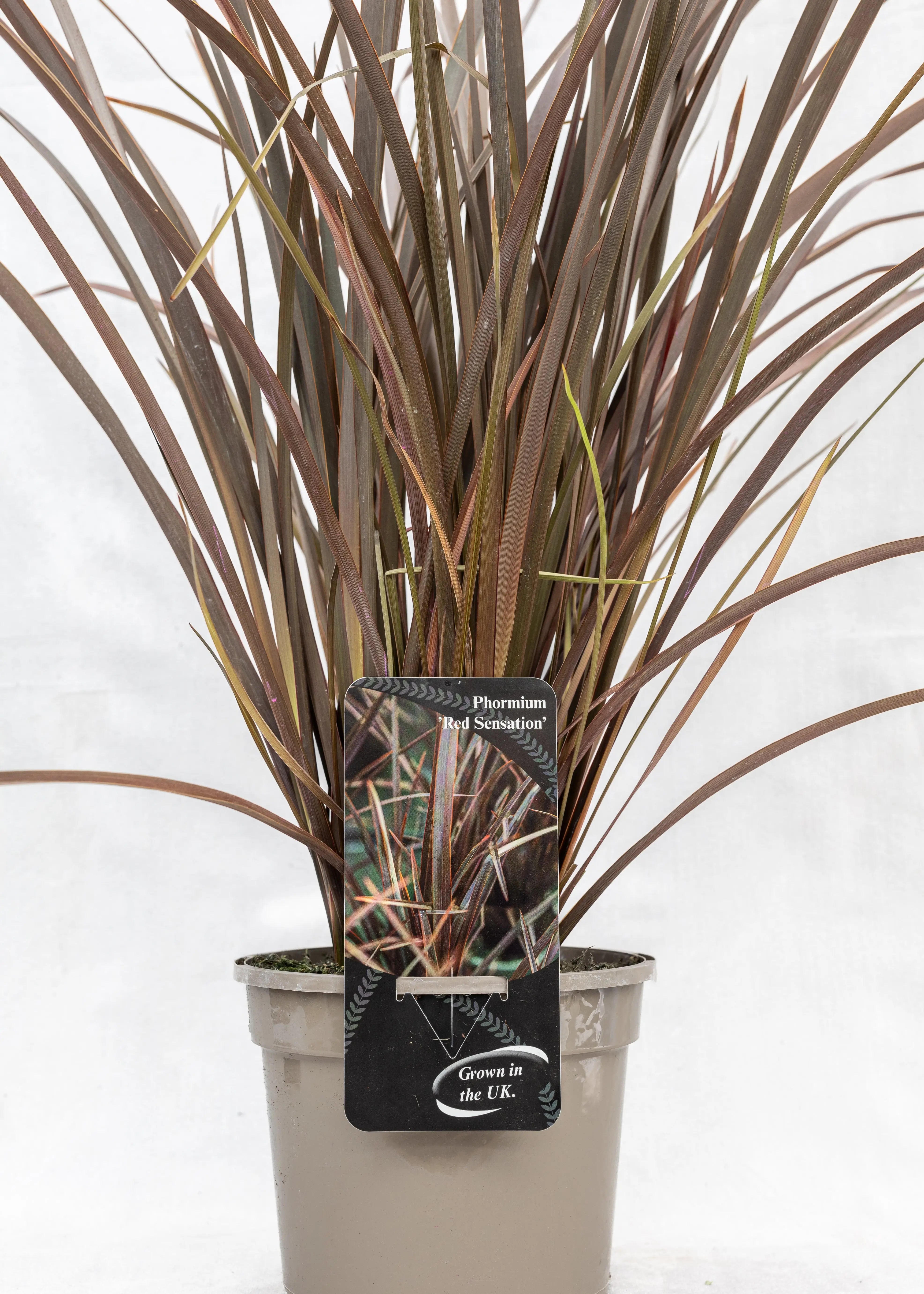 Phormium 'Red Sensation'