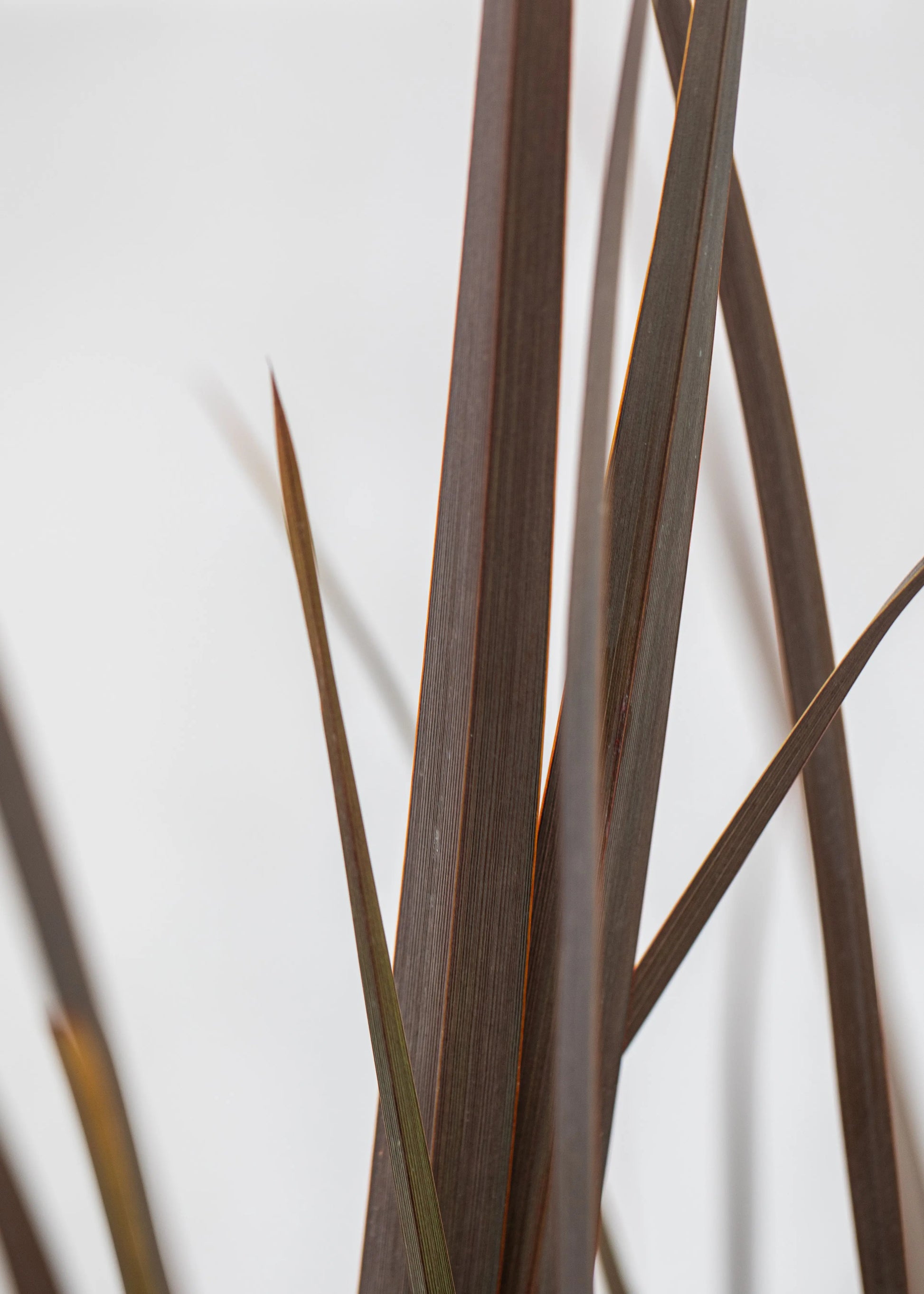 Phormium 'Red Sensation'
