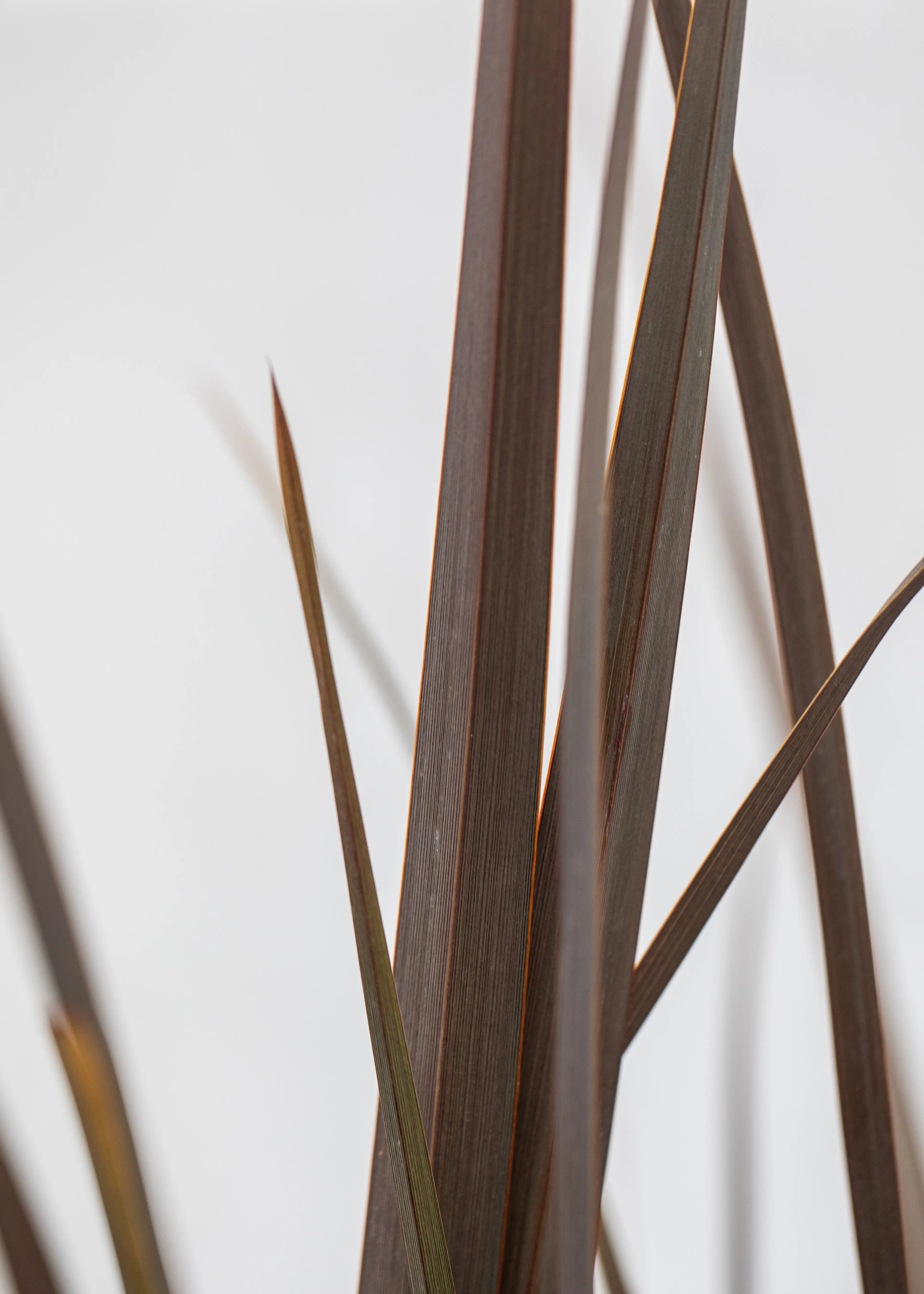Phormium 'Red Sensation'