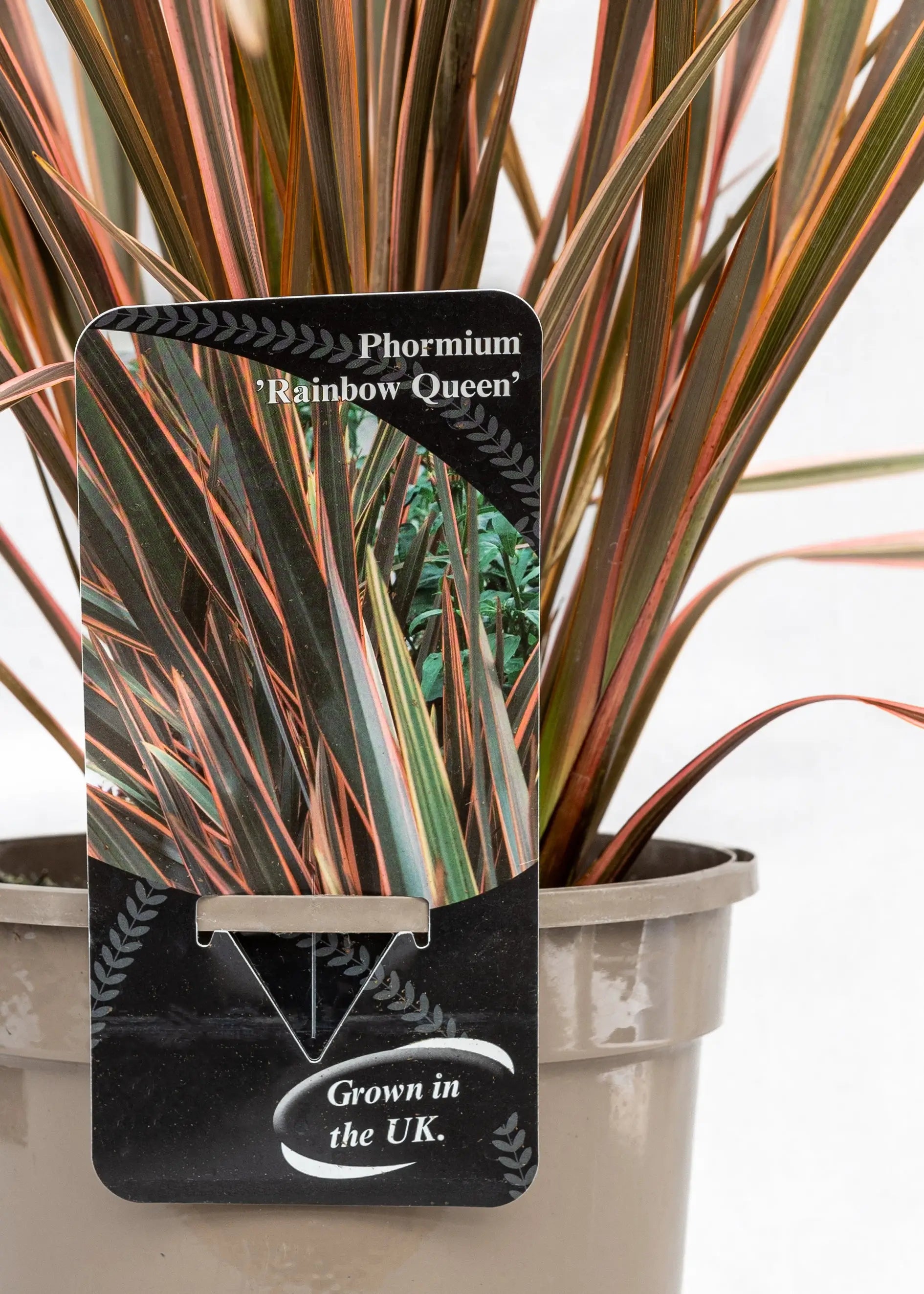 Phormium 'Rainbow Queen'