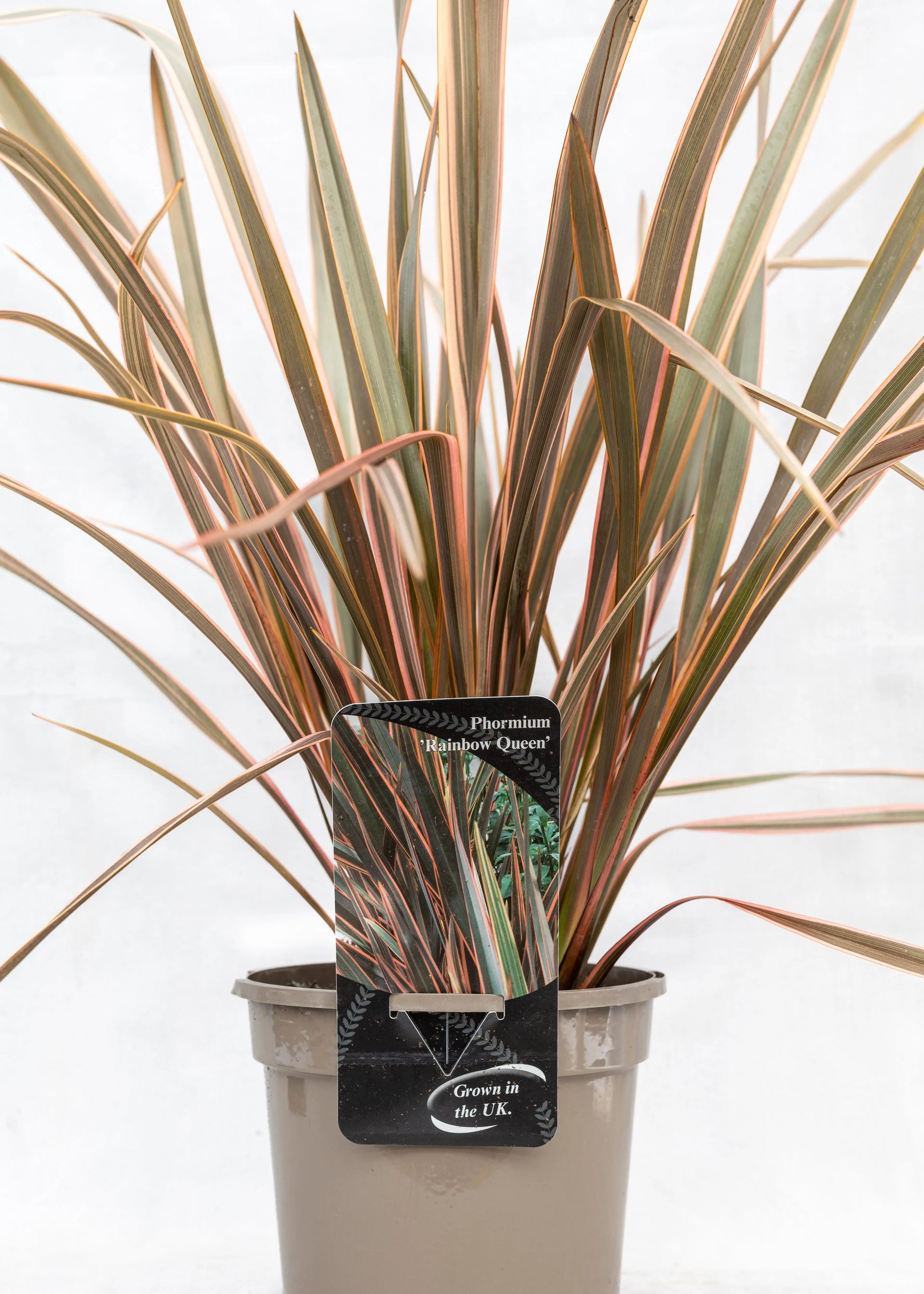 Phormium 'Rainbow Queen'