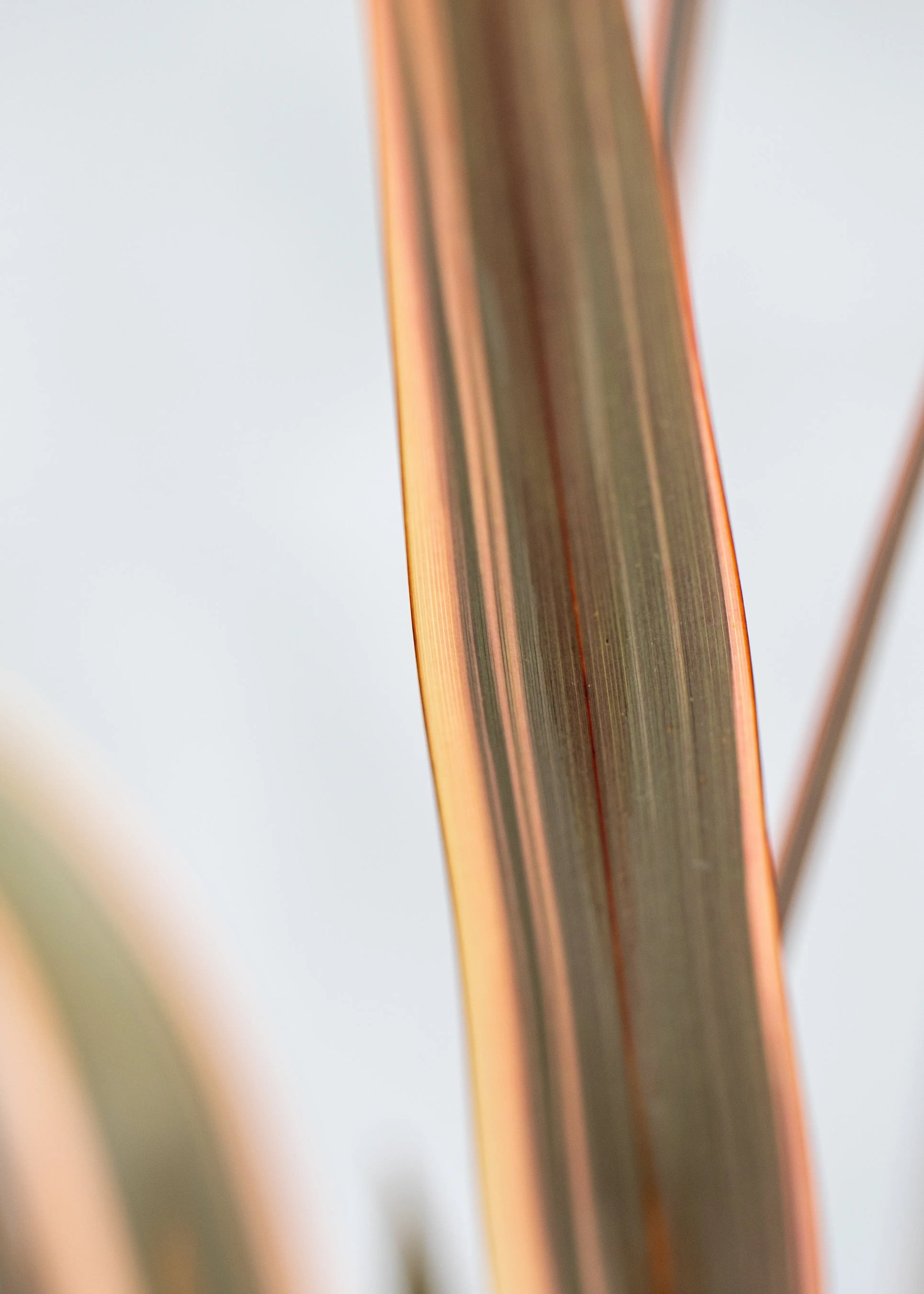 Phormium 'Rainbow Queen'