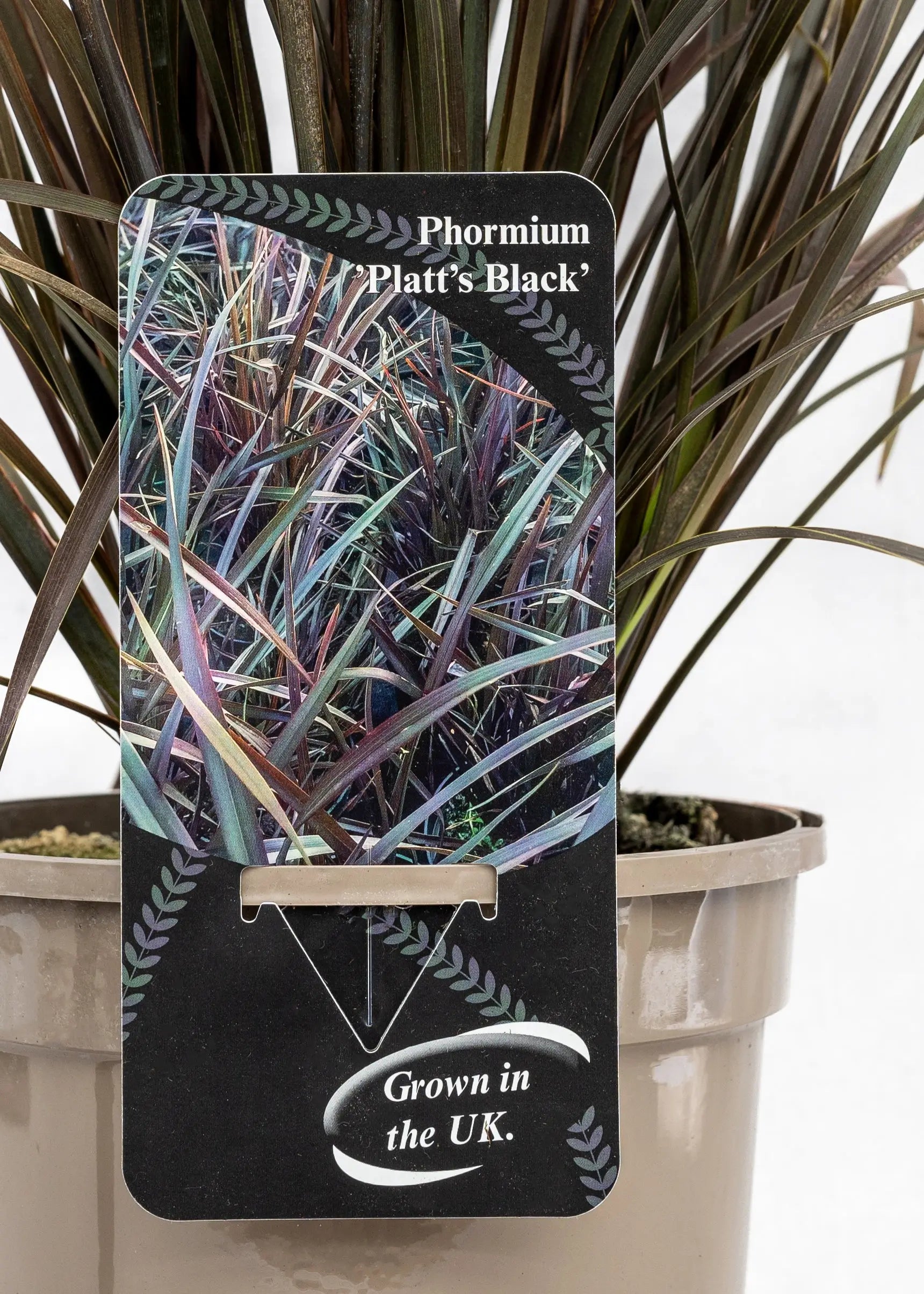 Phormium 'Platts Black'