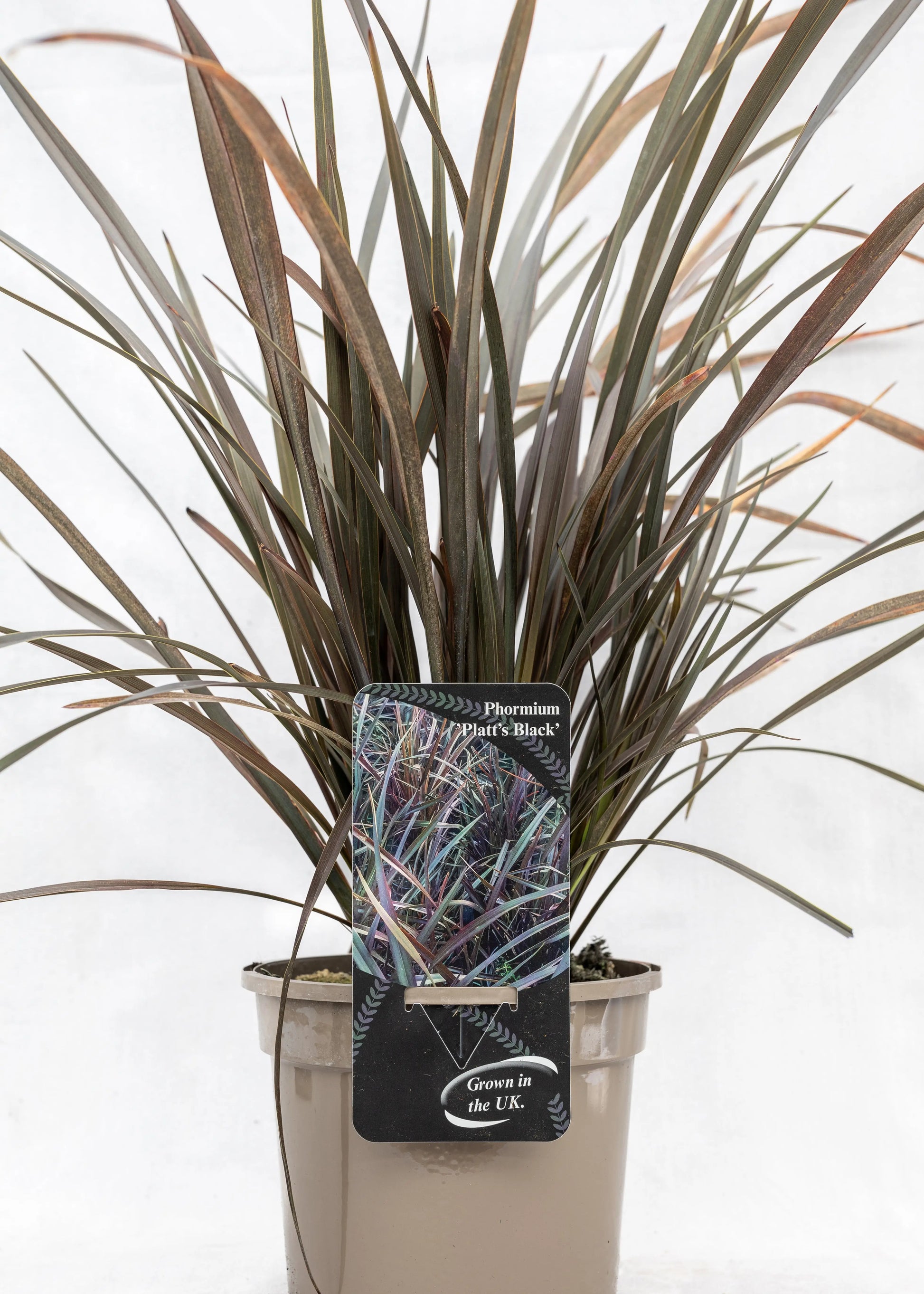 Phormium 'Platts Black'