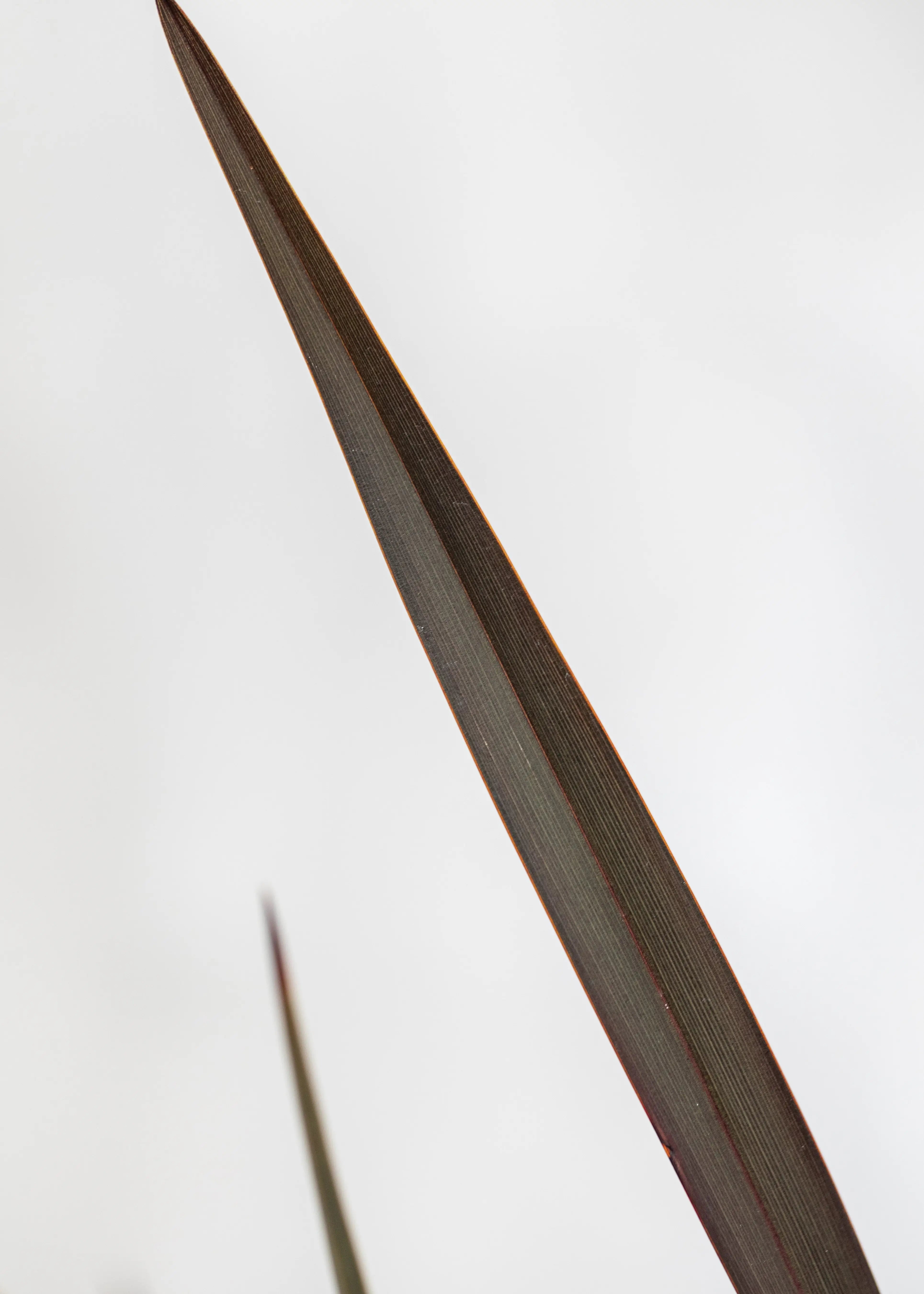 Phormium 'Platts Black'