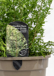 Dryopteris felix-mas 'Linearis Polydactylon'