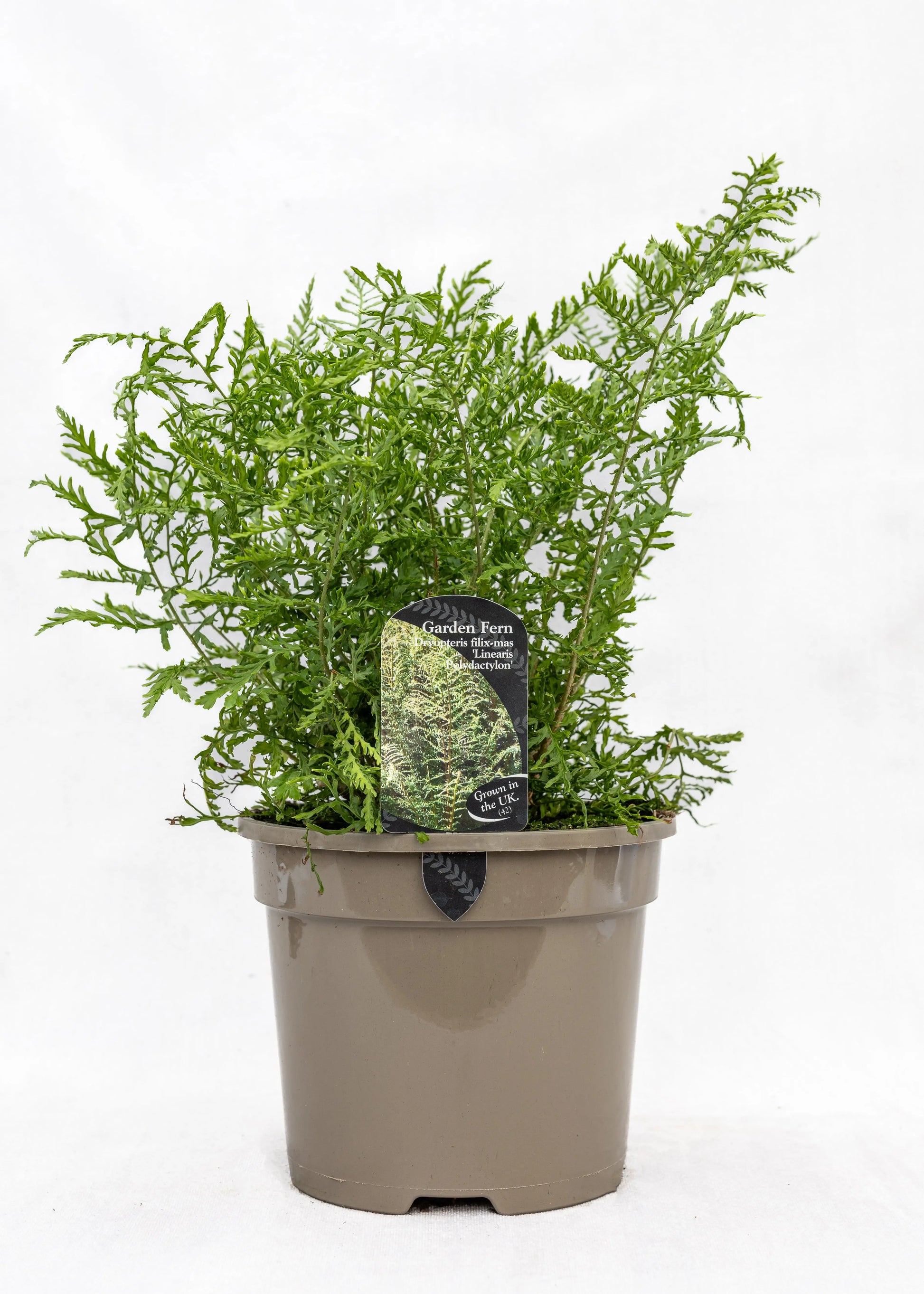 Dryopteris felix-mas 'Linearis Polydactylon'