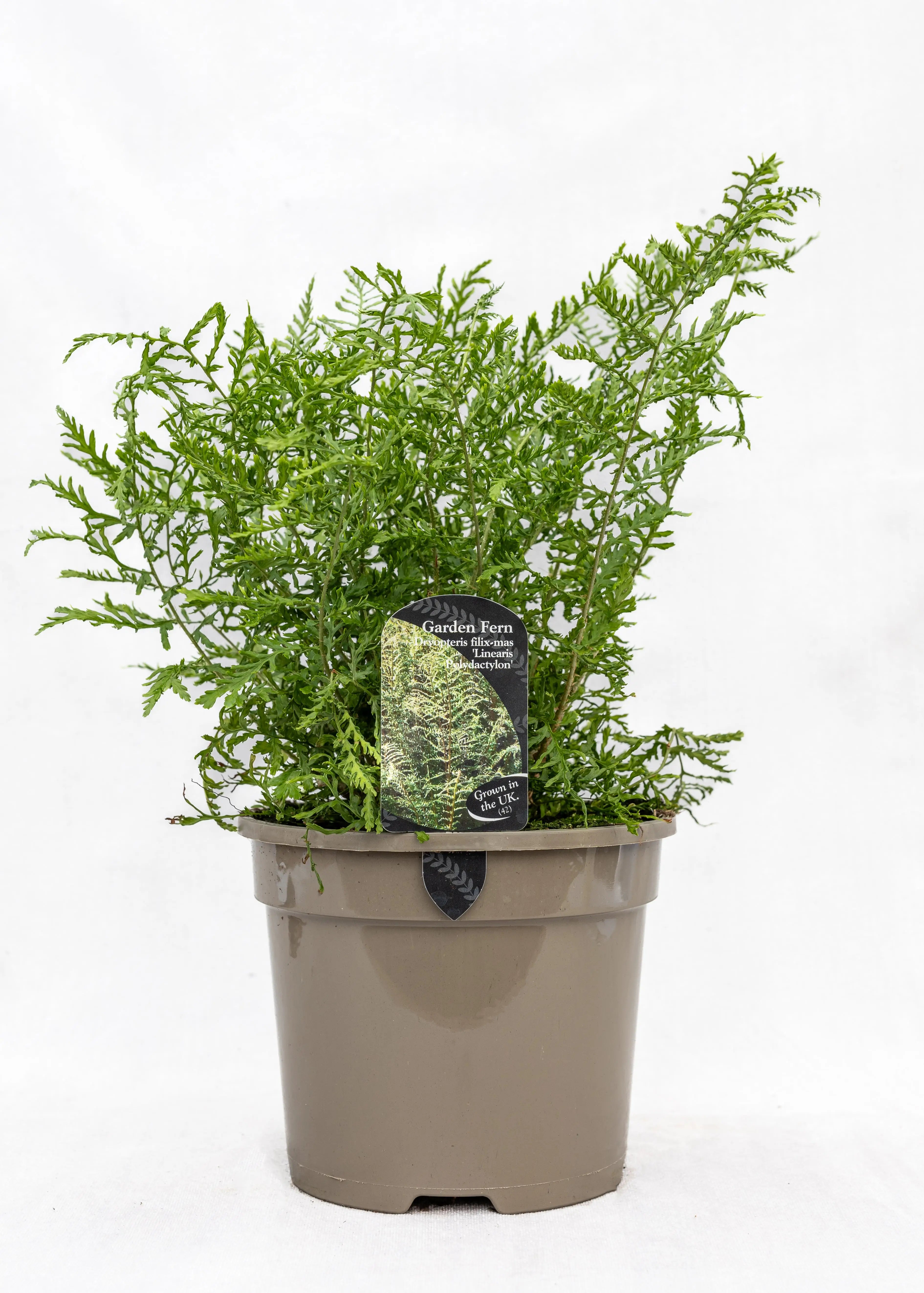 Dryopteris felix-mas 'Linearis Polydactylon'