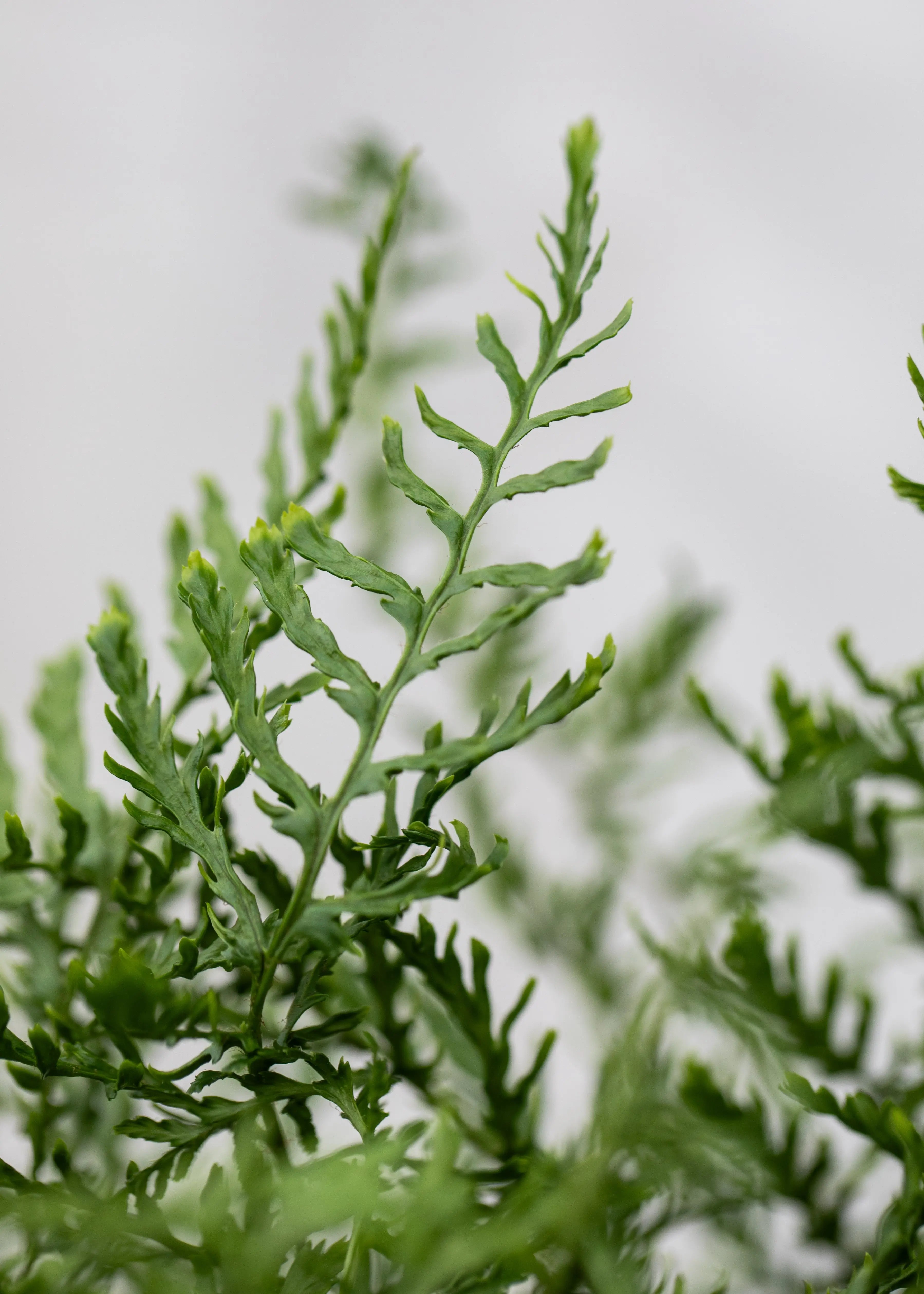 Dryopteris felix-mas 'Linearis Polydactylon'