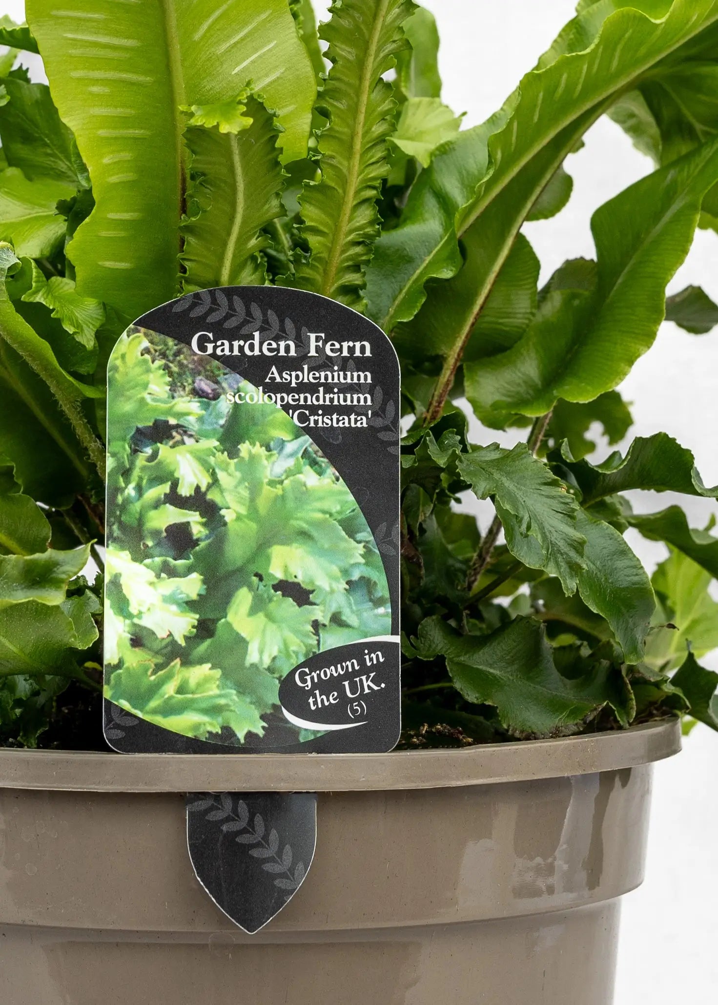 Asplenium scolopendrium 'Cristata'