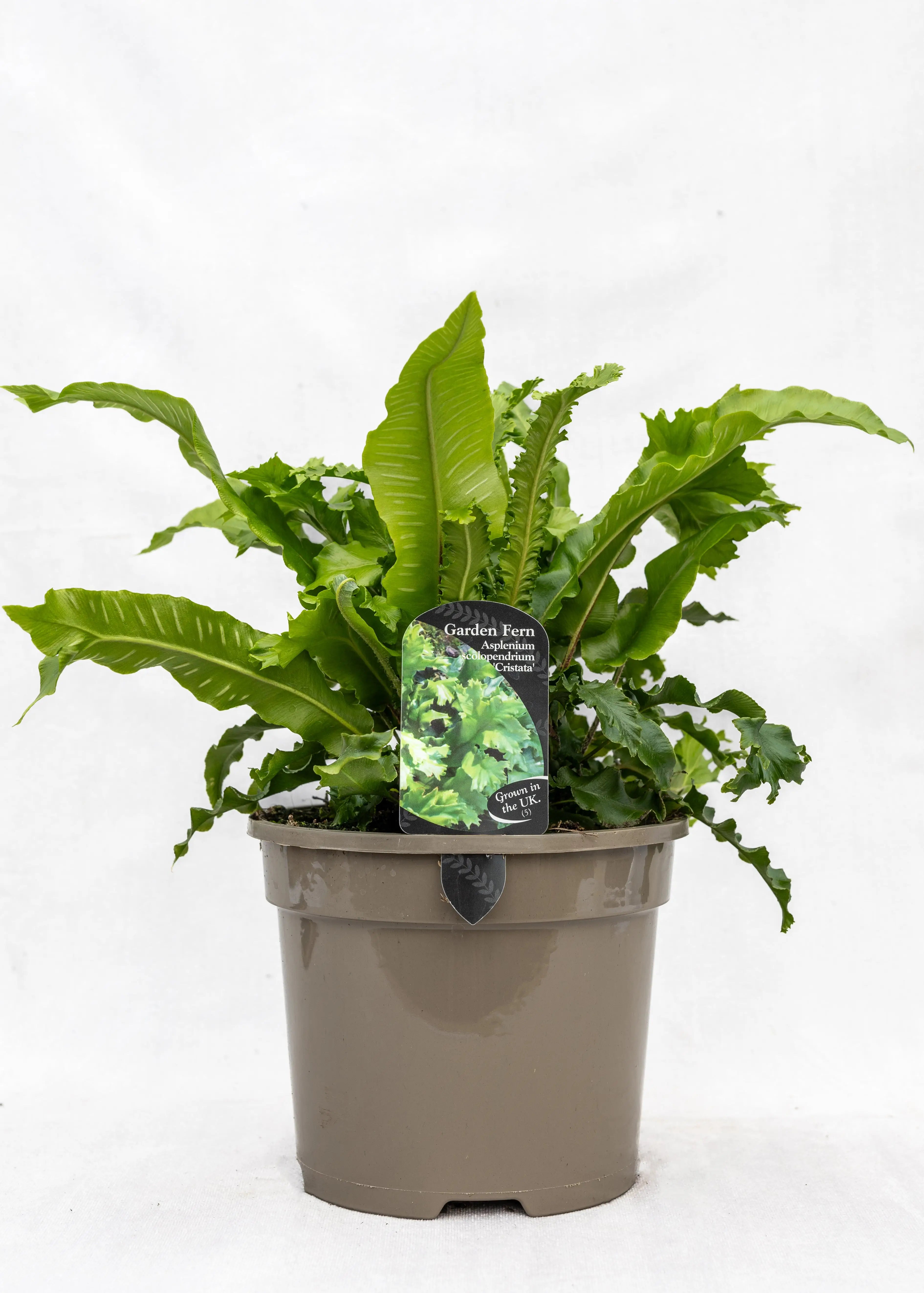 Asplenium scolopendrium 'Cristata'
