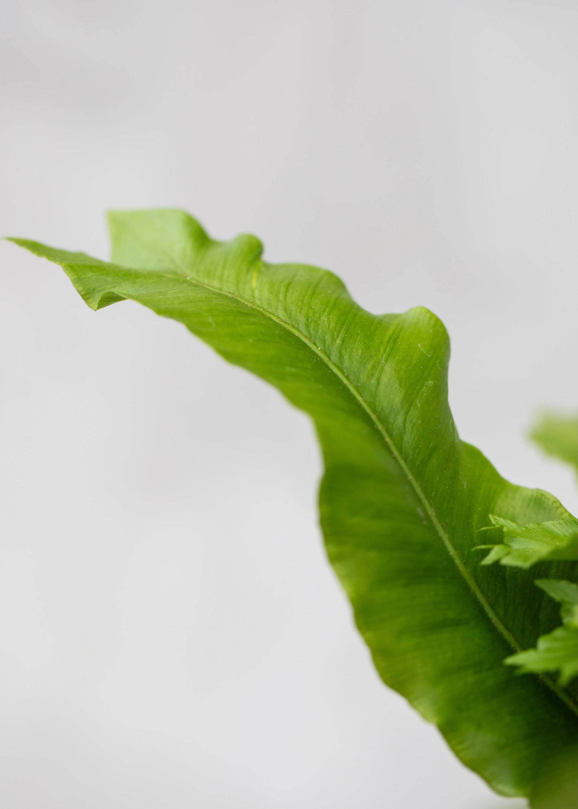 Asplenium scolopendrium 'Cristata'
