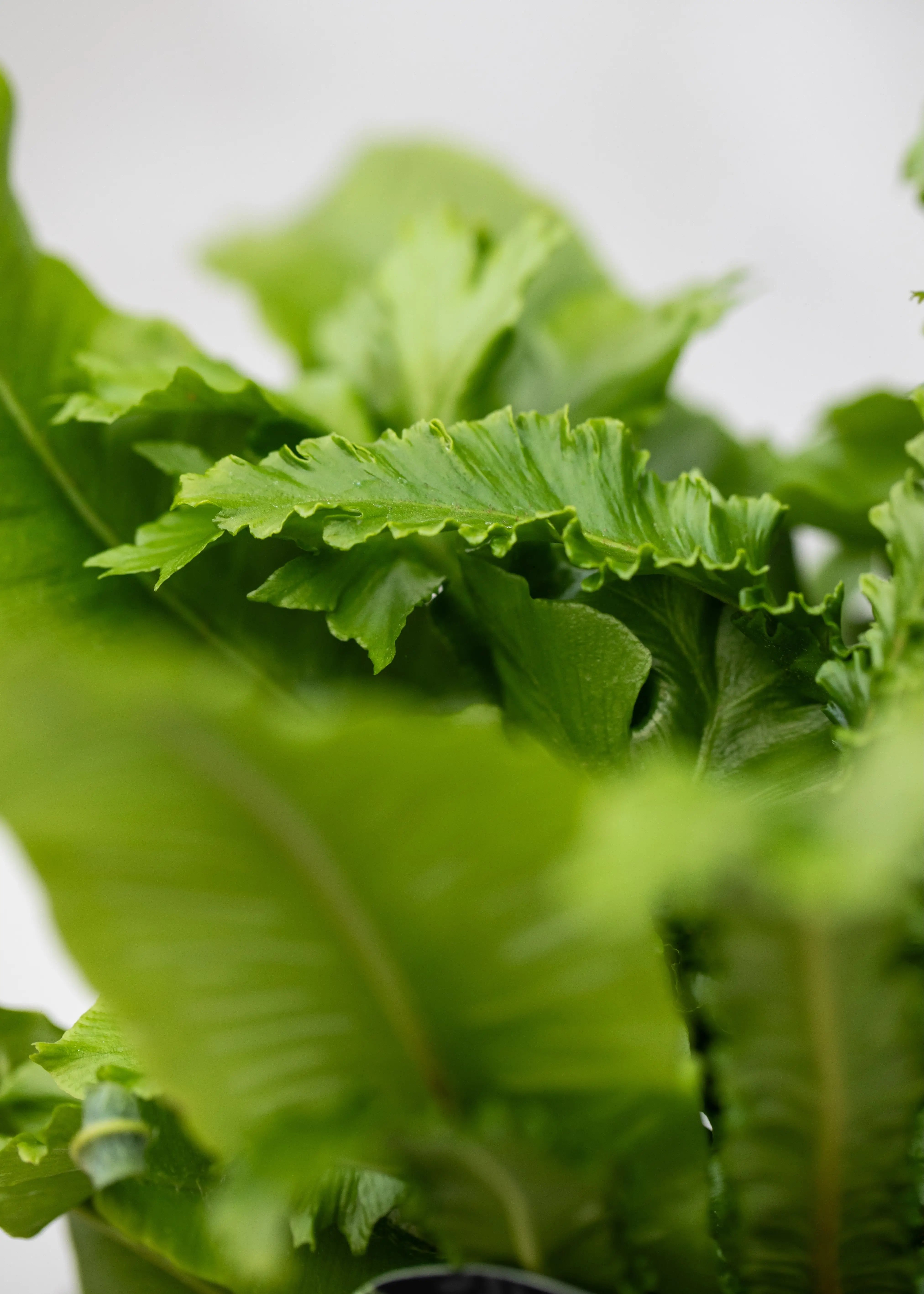 Asplenium scolopendrium 'Cristata'