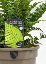 Dryopteris affinis 'Pinderi'