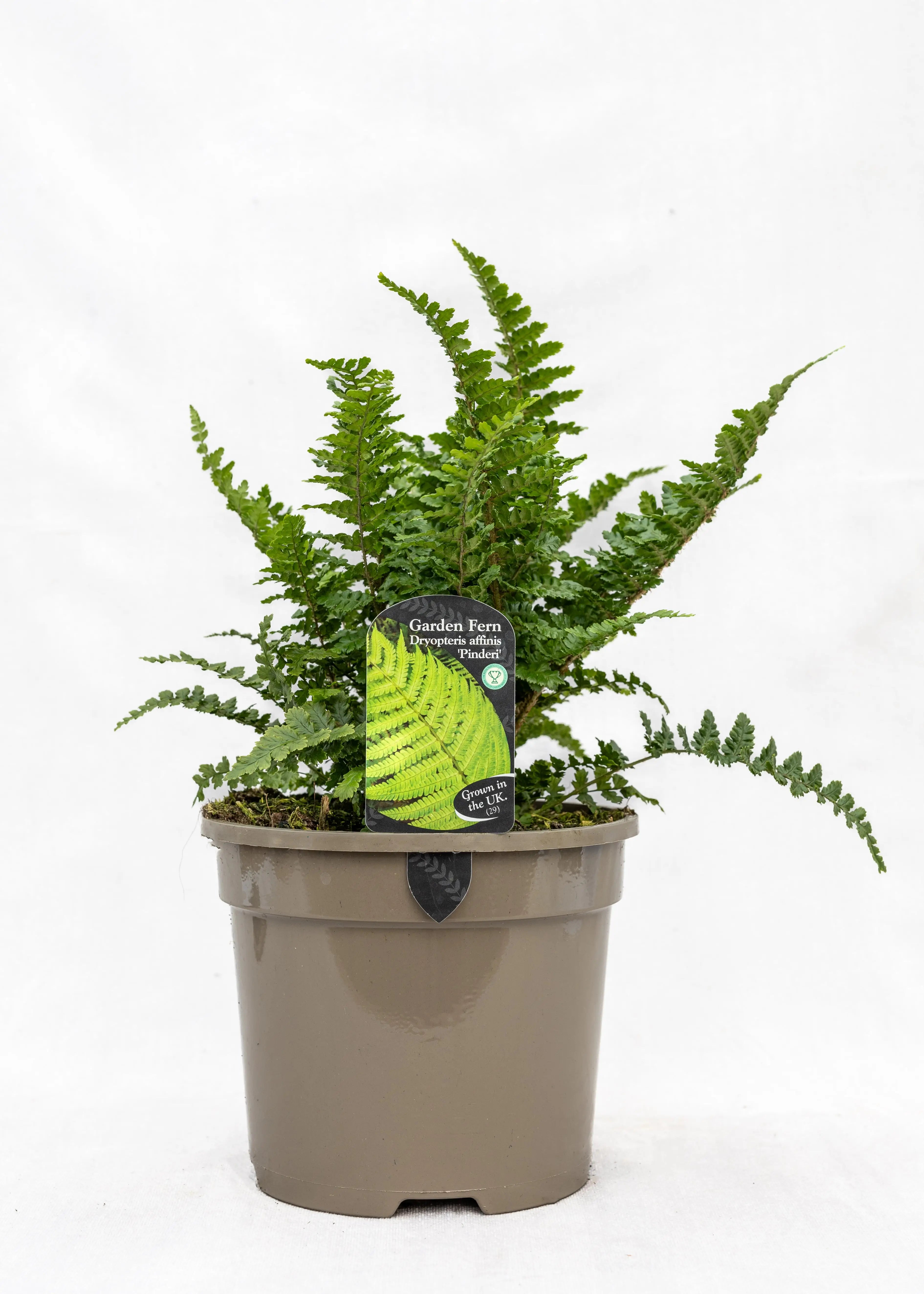 Dryopteris affinis 'Pinderi'