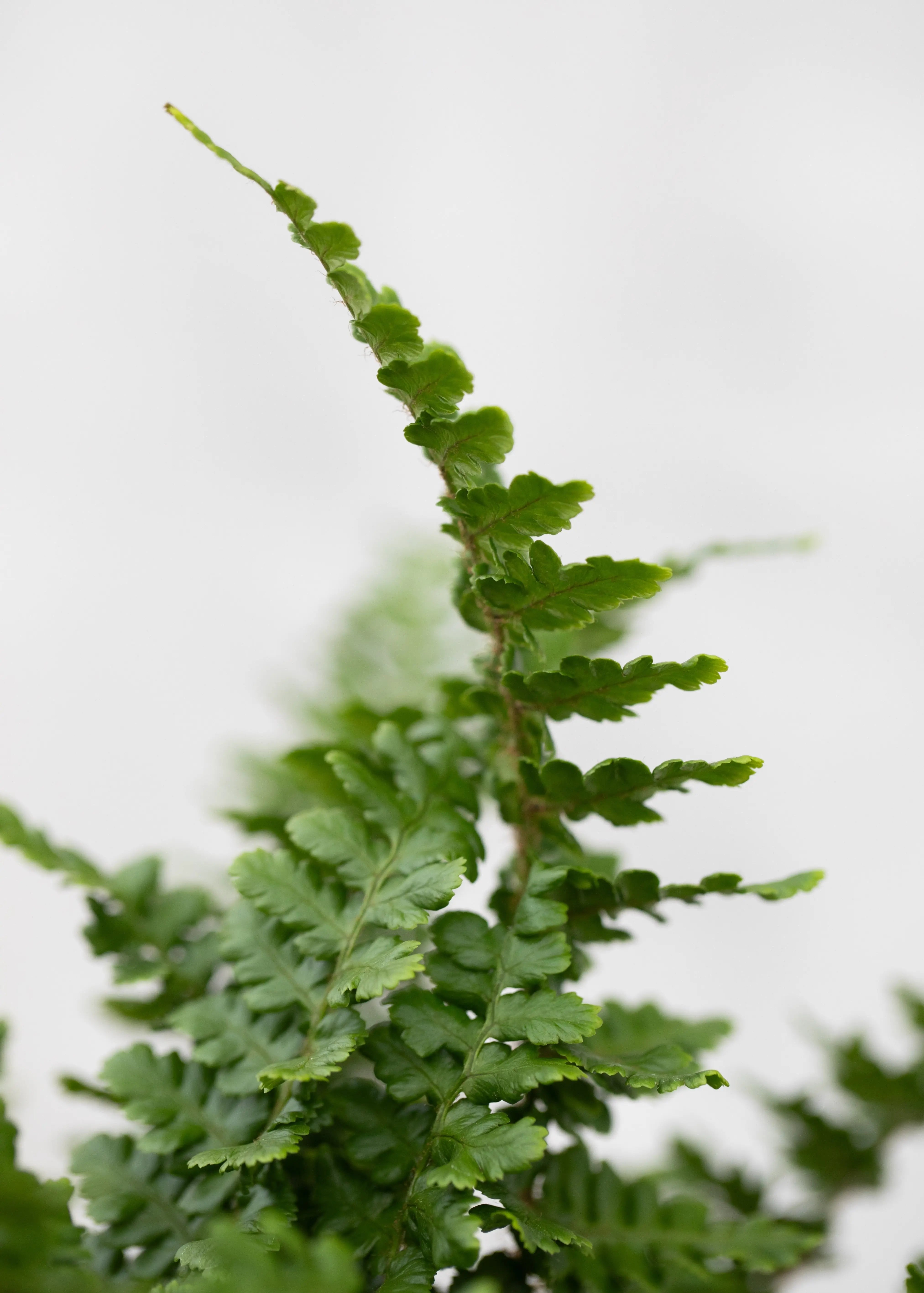Dryopteris affinis 'Pinderi'